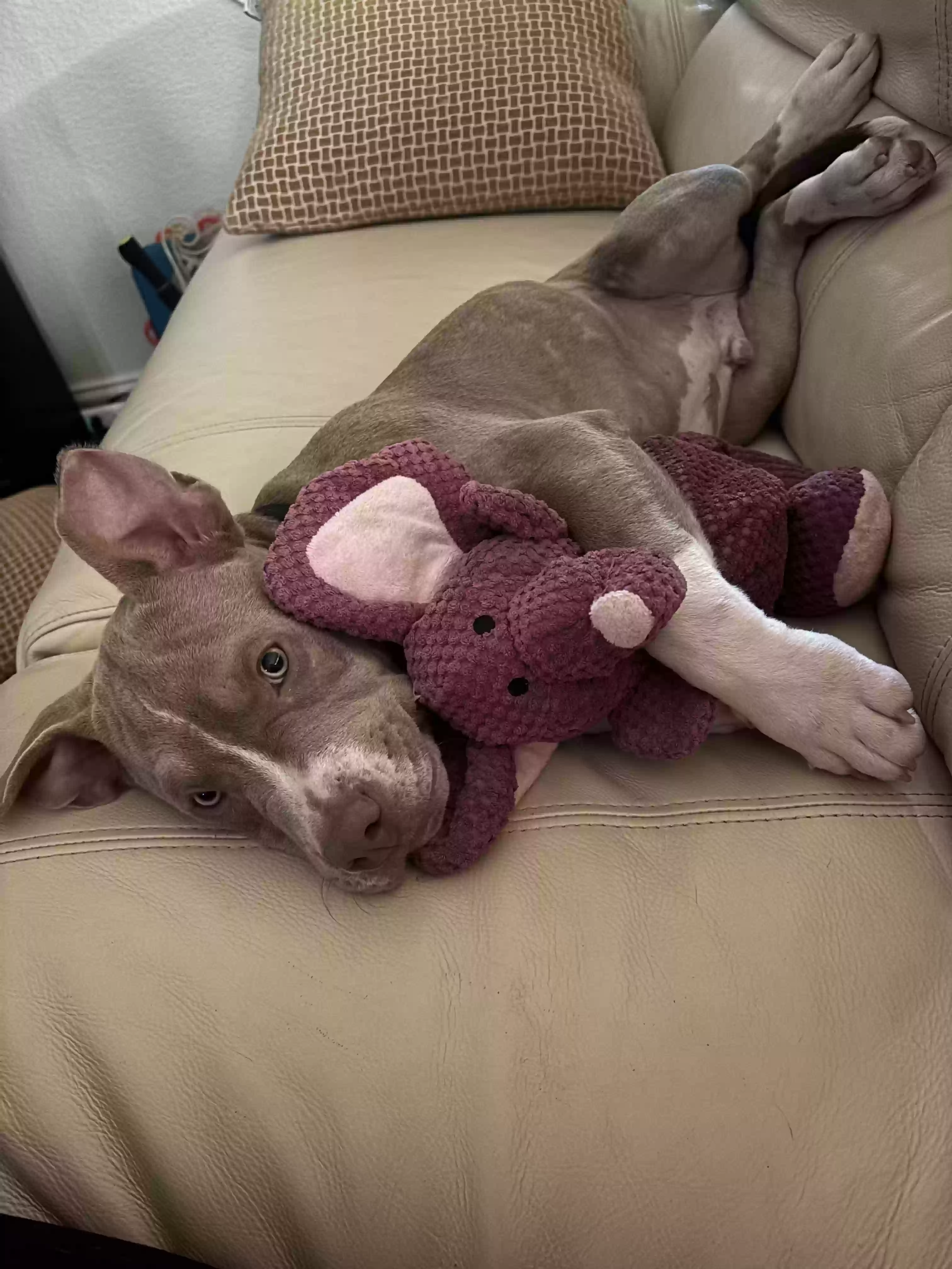 adoptable Dog in Arlington,TX named Sebastian (Bash)