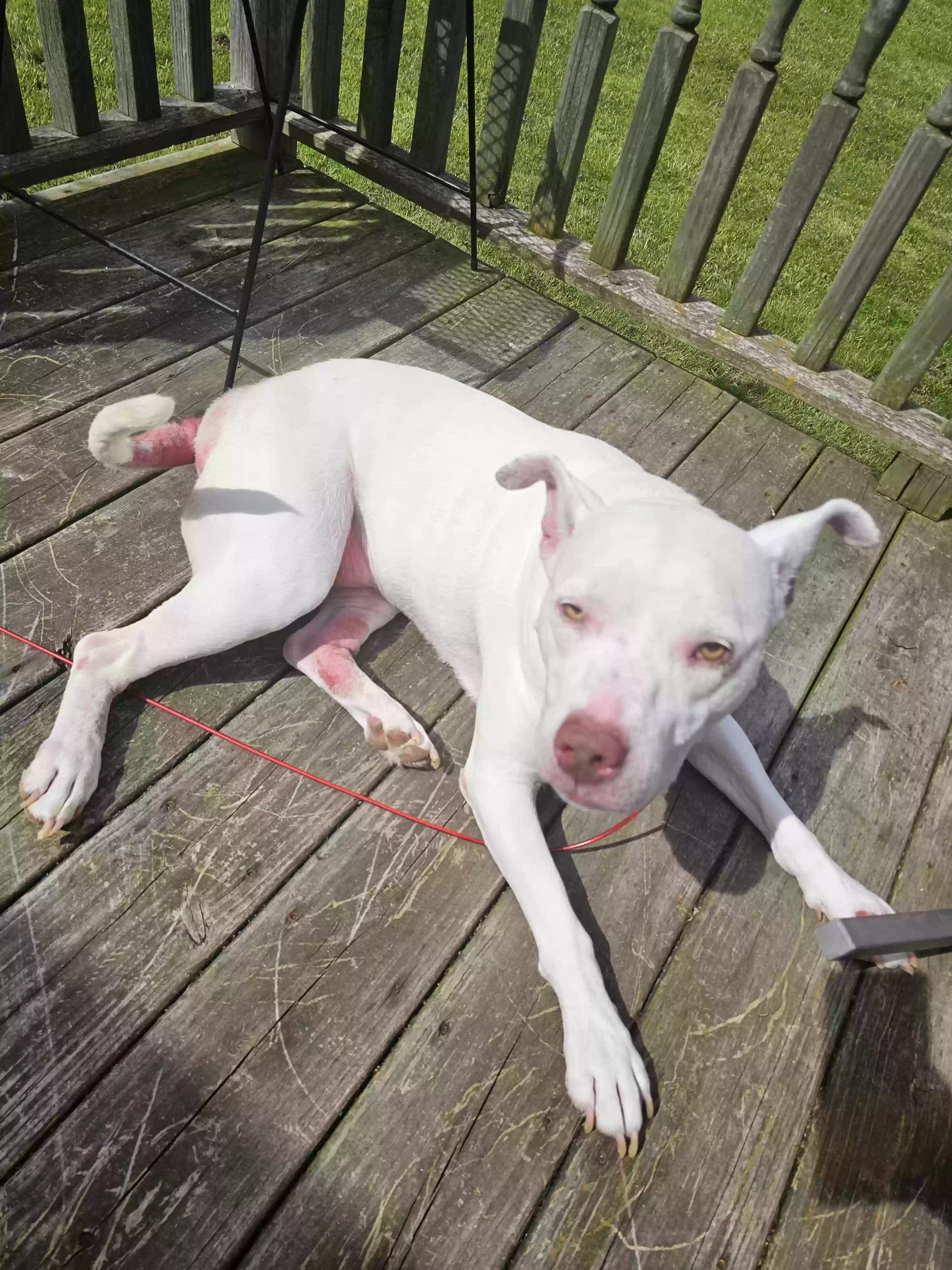 adoptable Dog in Somerset,PA named Zena aka Beener