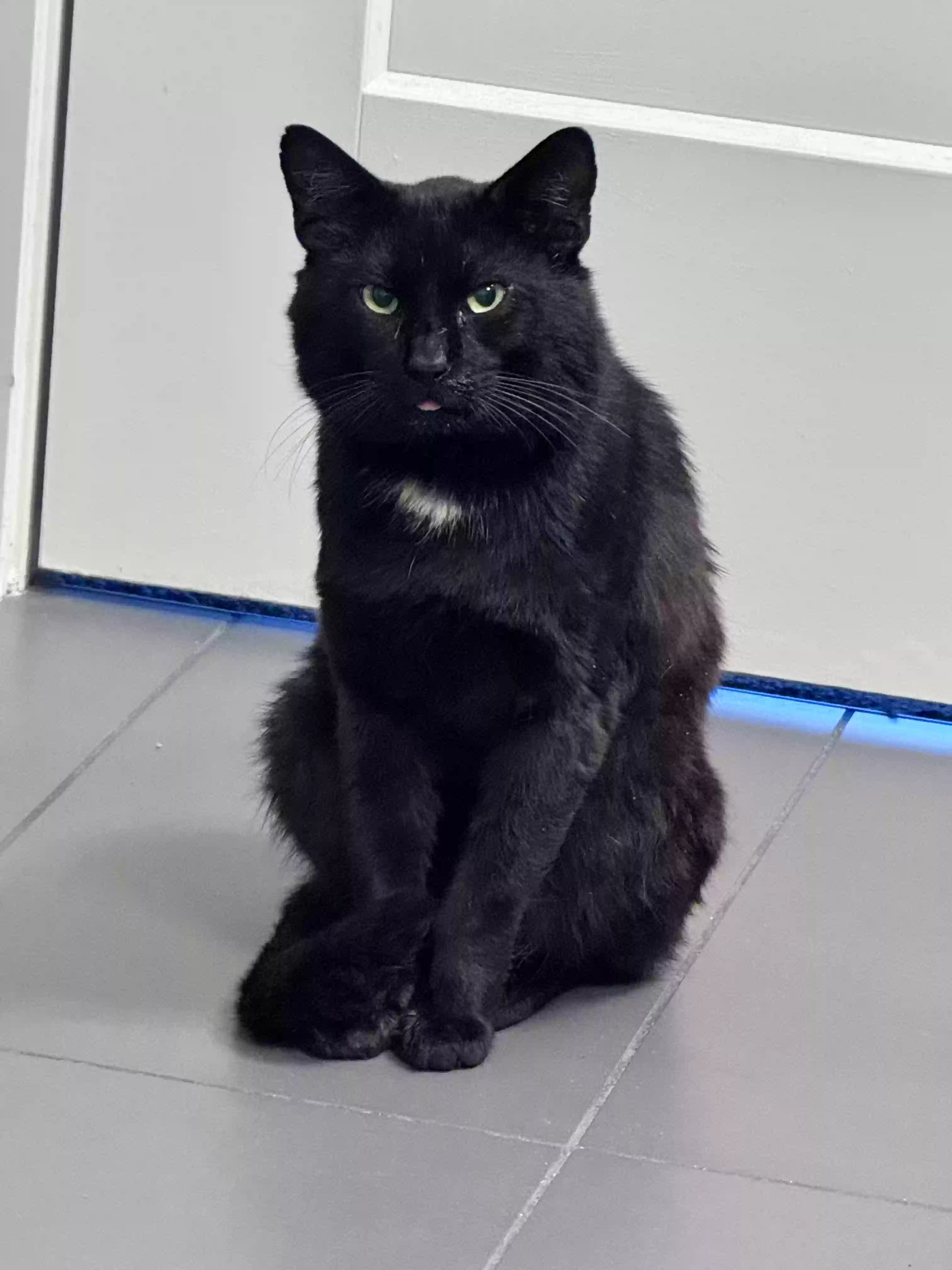 adoptable Cat in Irvine,CA named Bertrum