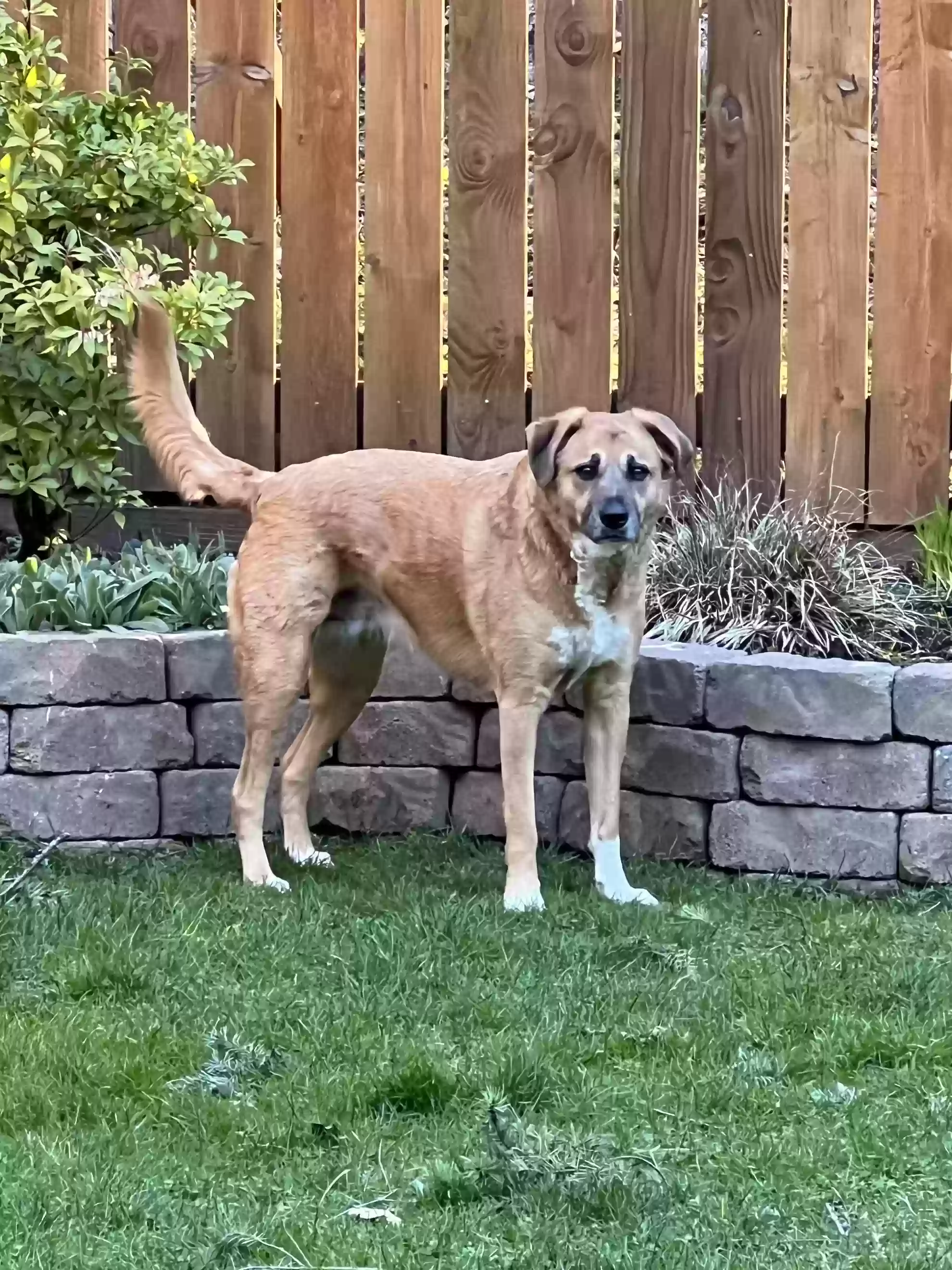 adoptable Dog in North Bend,WA named Peanut