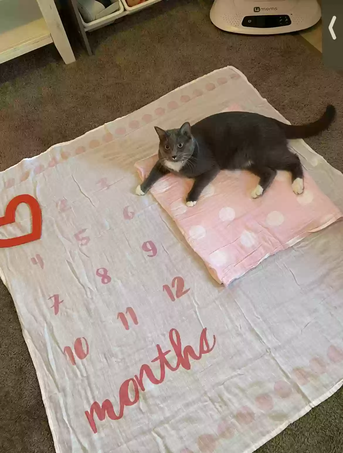 adoptable Cat in Birmingham,AL named 