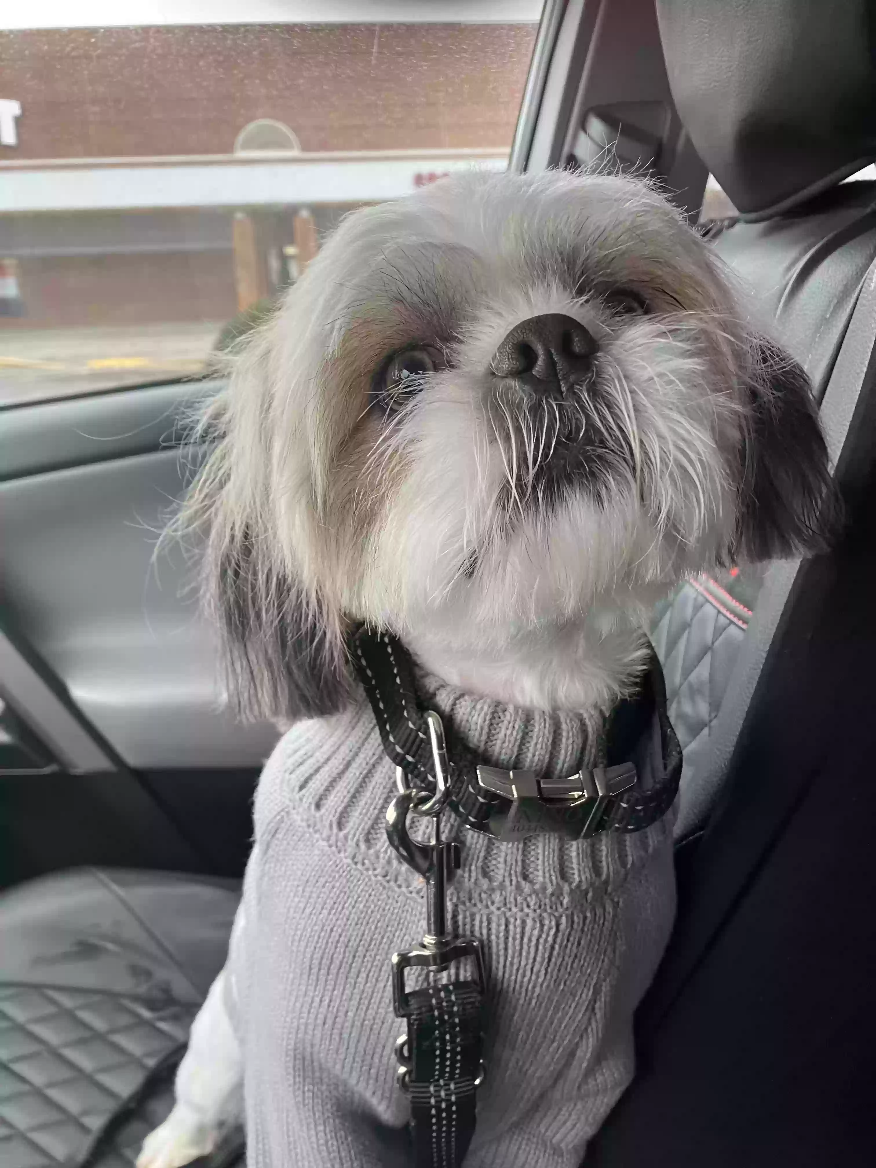 adoptable Dog in Decatur,GA named Nino