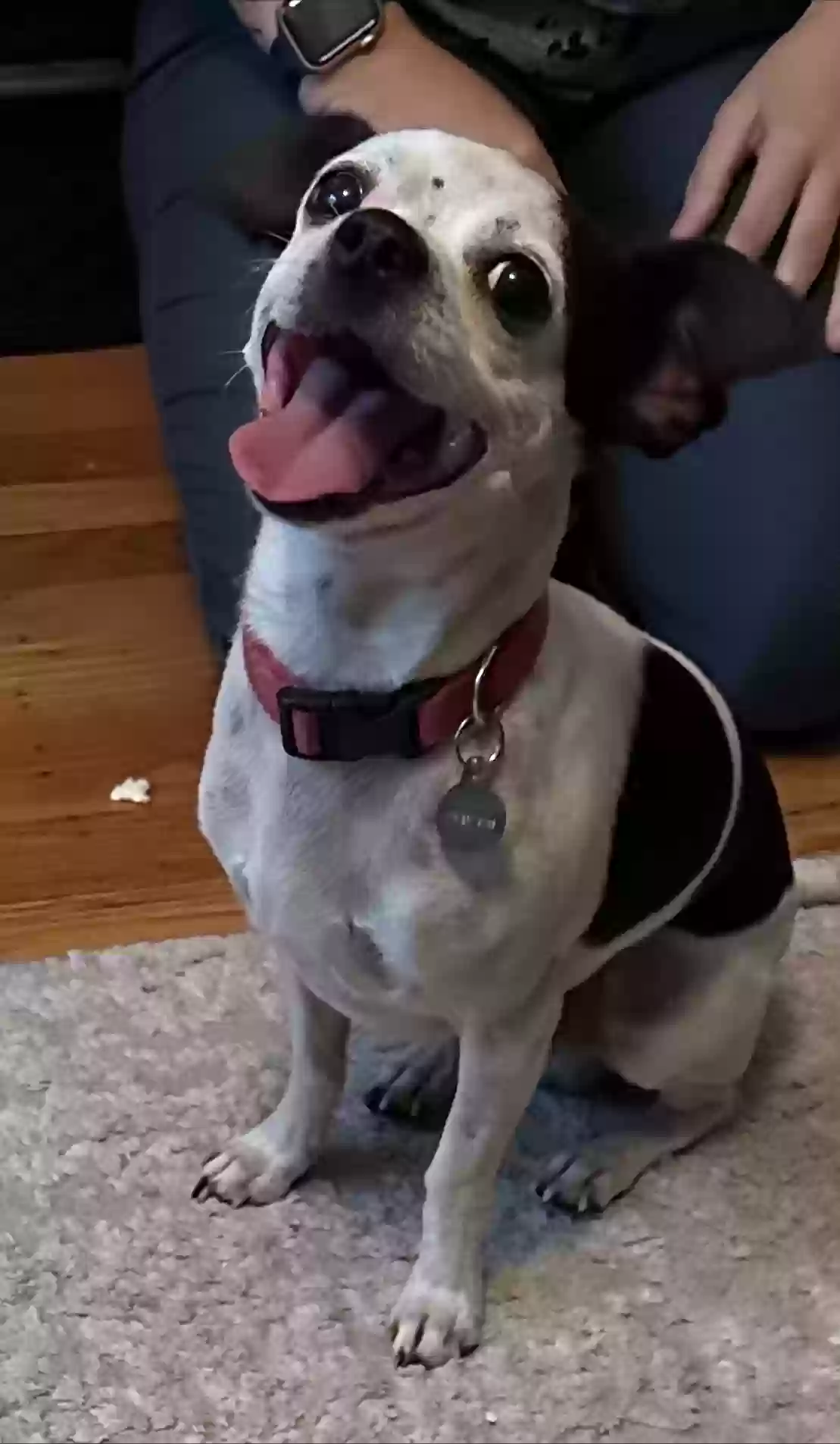 adoptable Dog in Oakland,CA named Little Dog