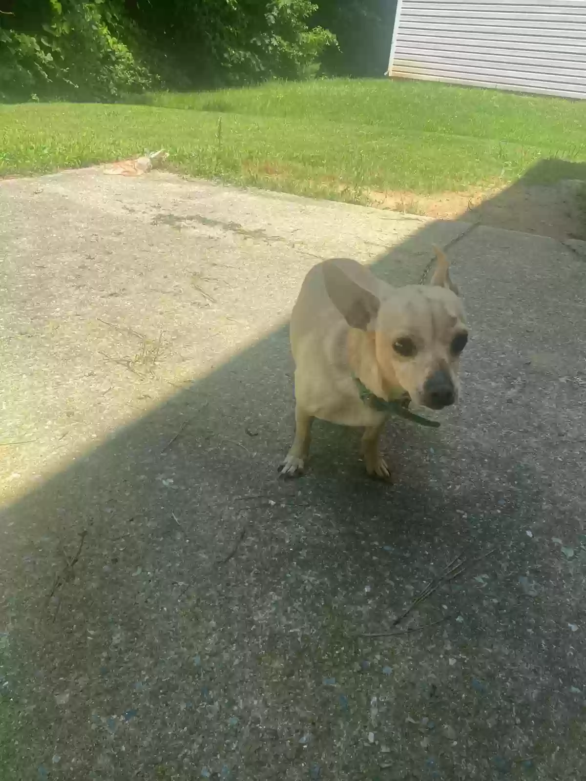 adoptable Dog in Austell,GA named Broly