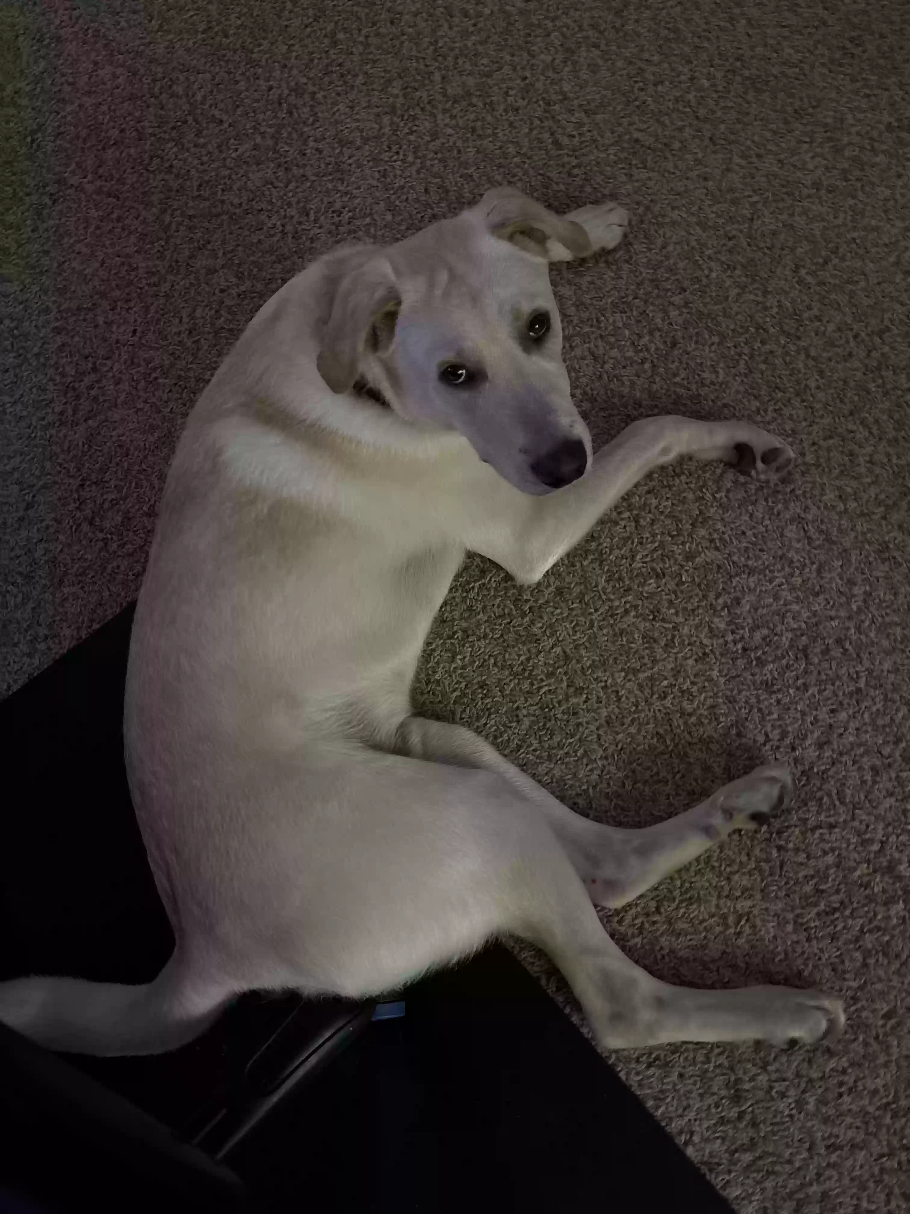 adoptable Dog in Atlanta,GA named Franco