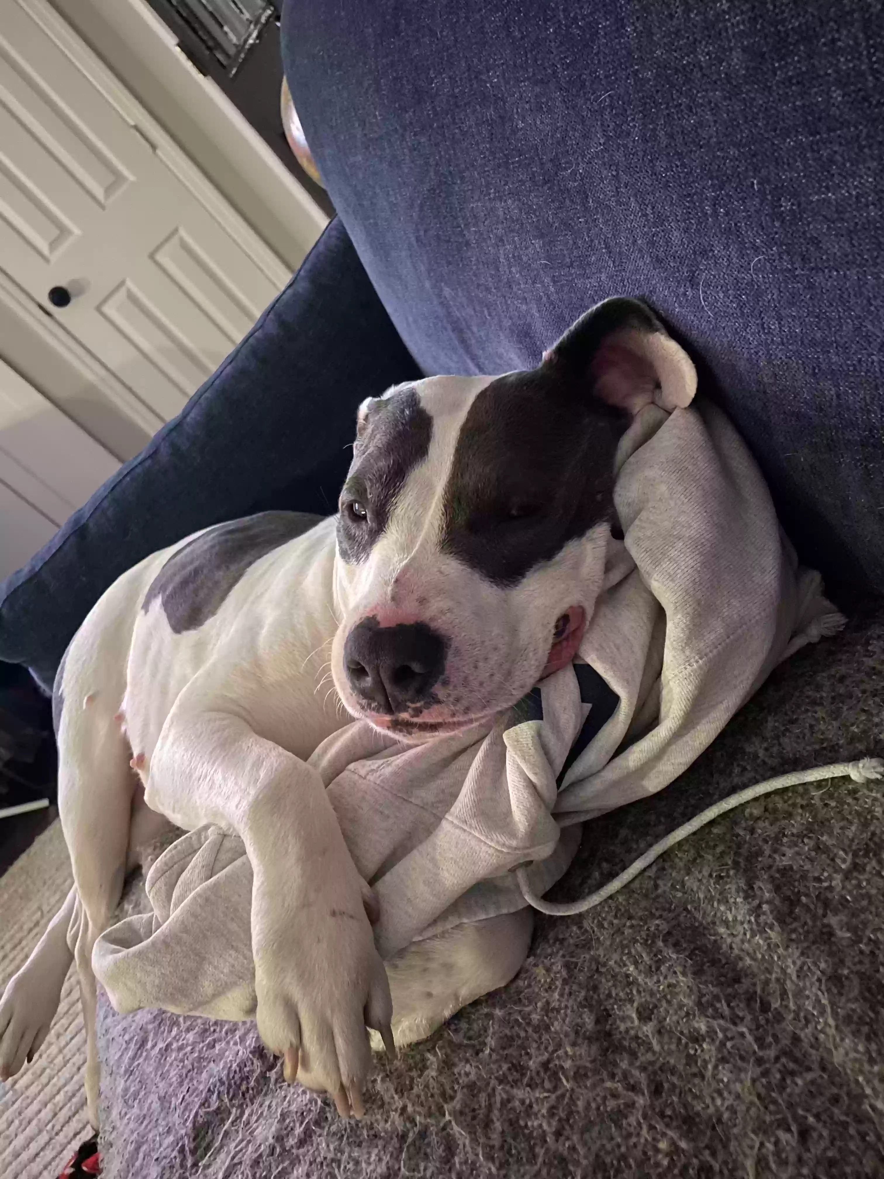 adoptable Dog in Trenton,NJ named Margot