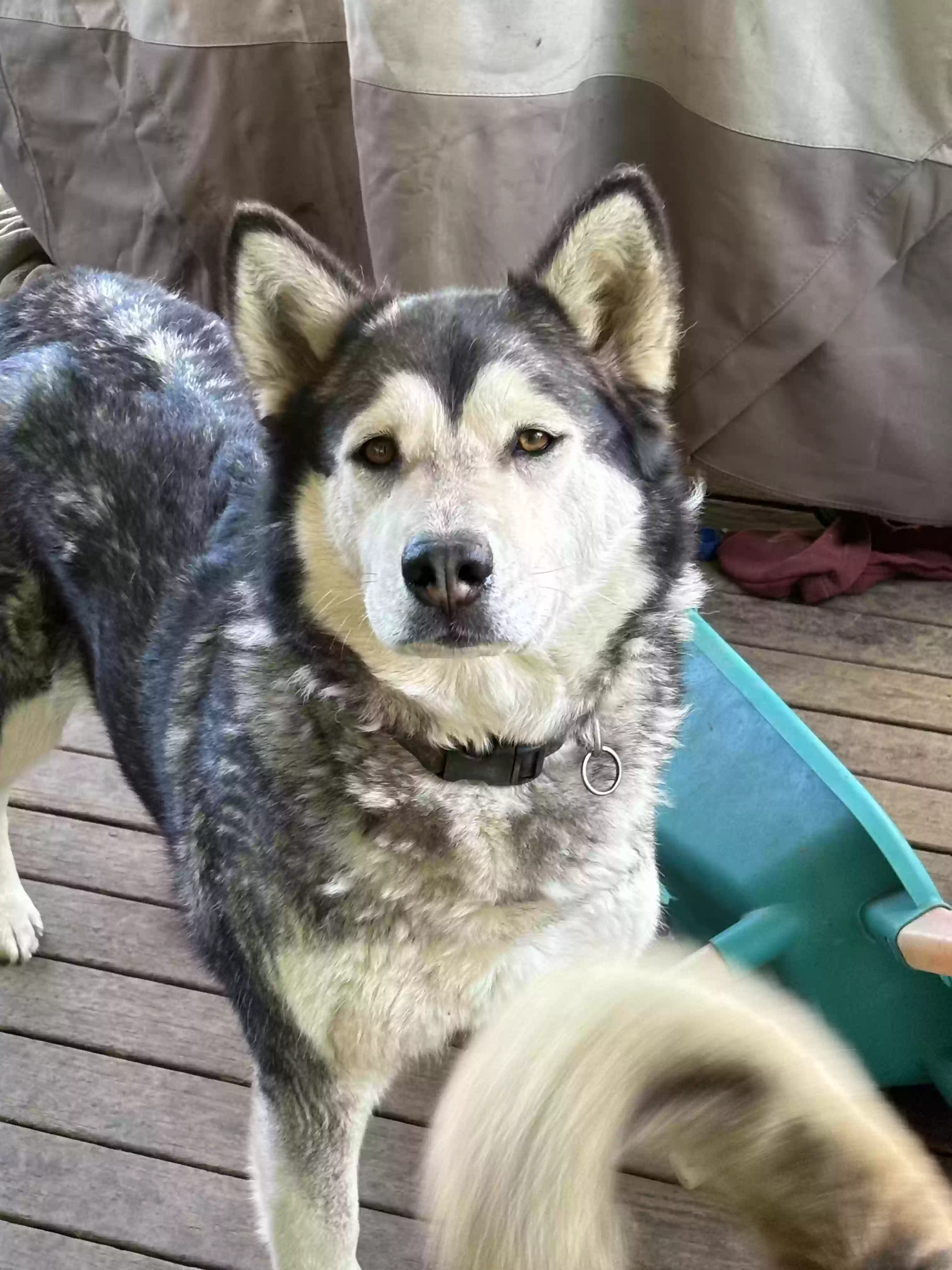 adoptable Dog in Arlington,WA named Tundra