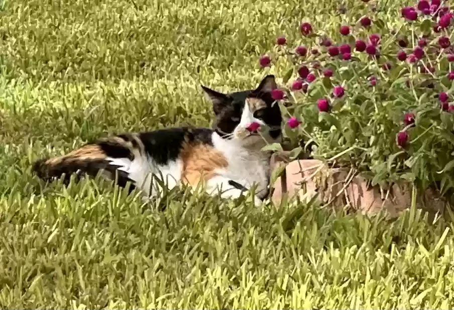 adoptable Cat in Corpus Christi,TX named