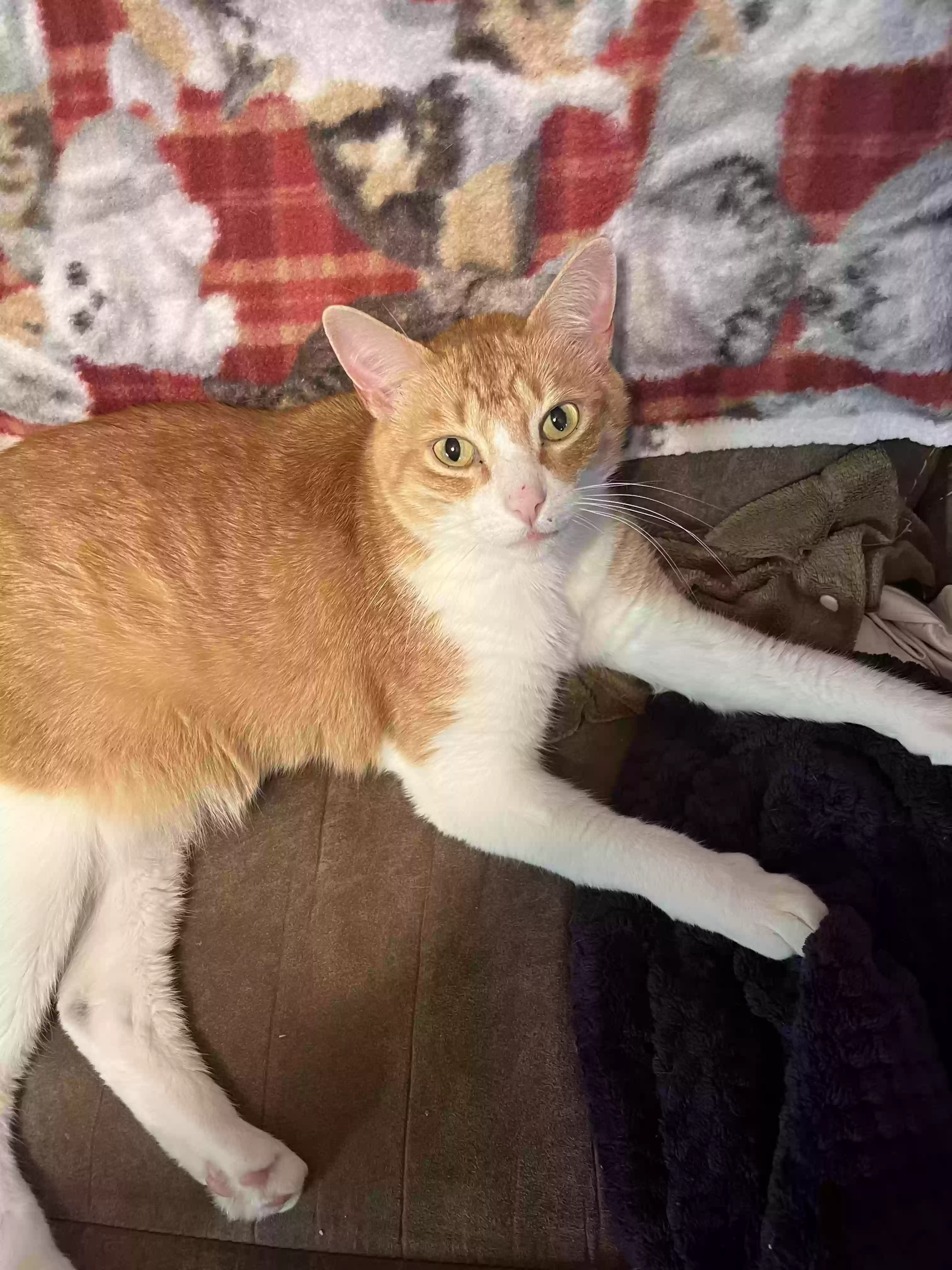 adoptable Cat in Birmingham,AL named Leo