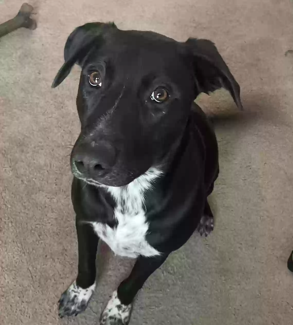 adoptable Dog in Lithonia,GA named Nova