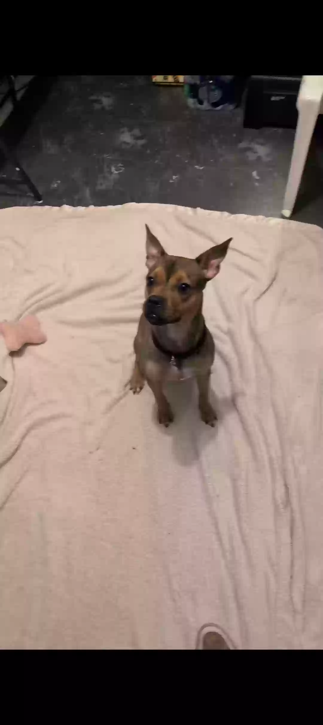 adoptable Dog in Milwaukee,WI named Mochi