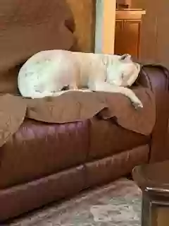 adoptable Dog in Palmdale,CA named Coco