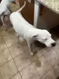 adoptable Dog in Palmdale,CA named Luna