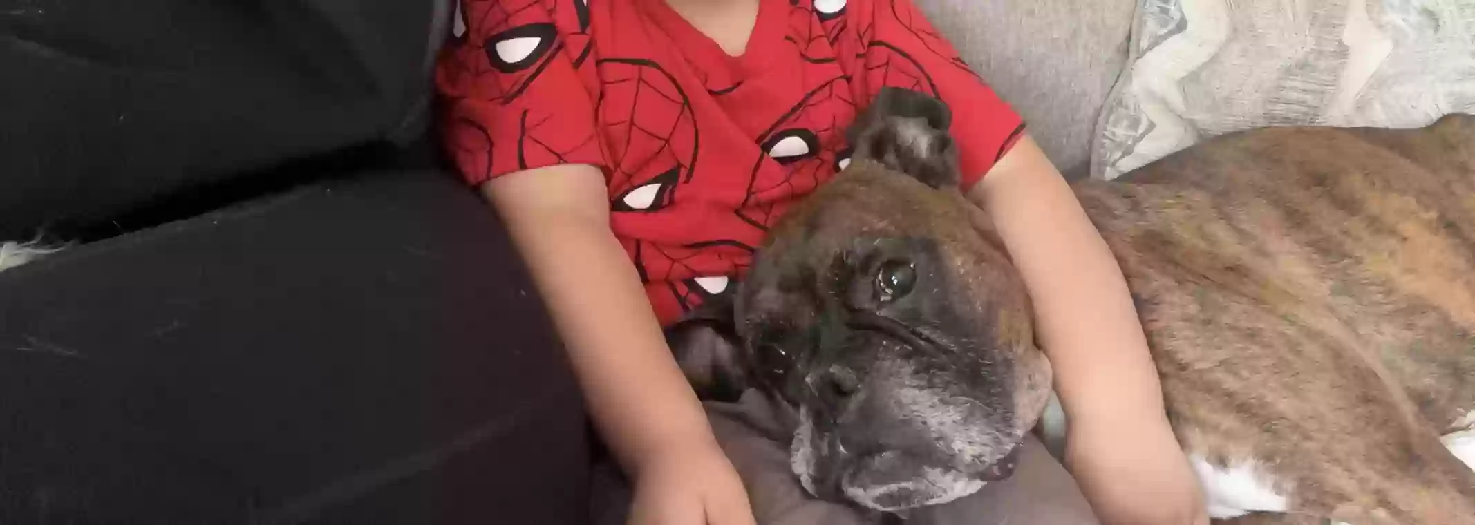 adoptable Dog in Chicago,IL named Luna