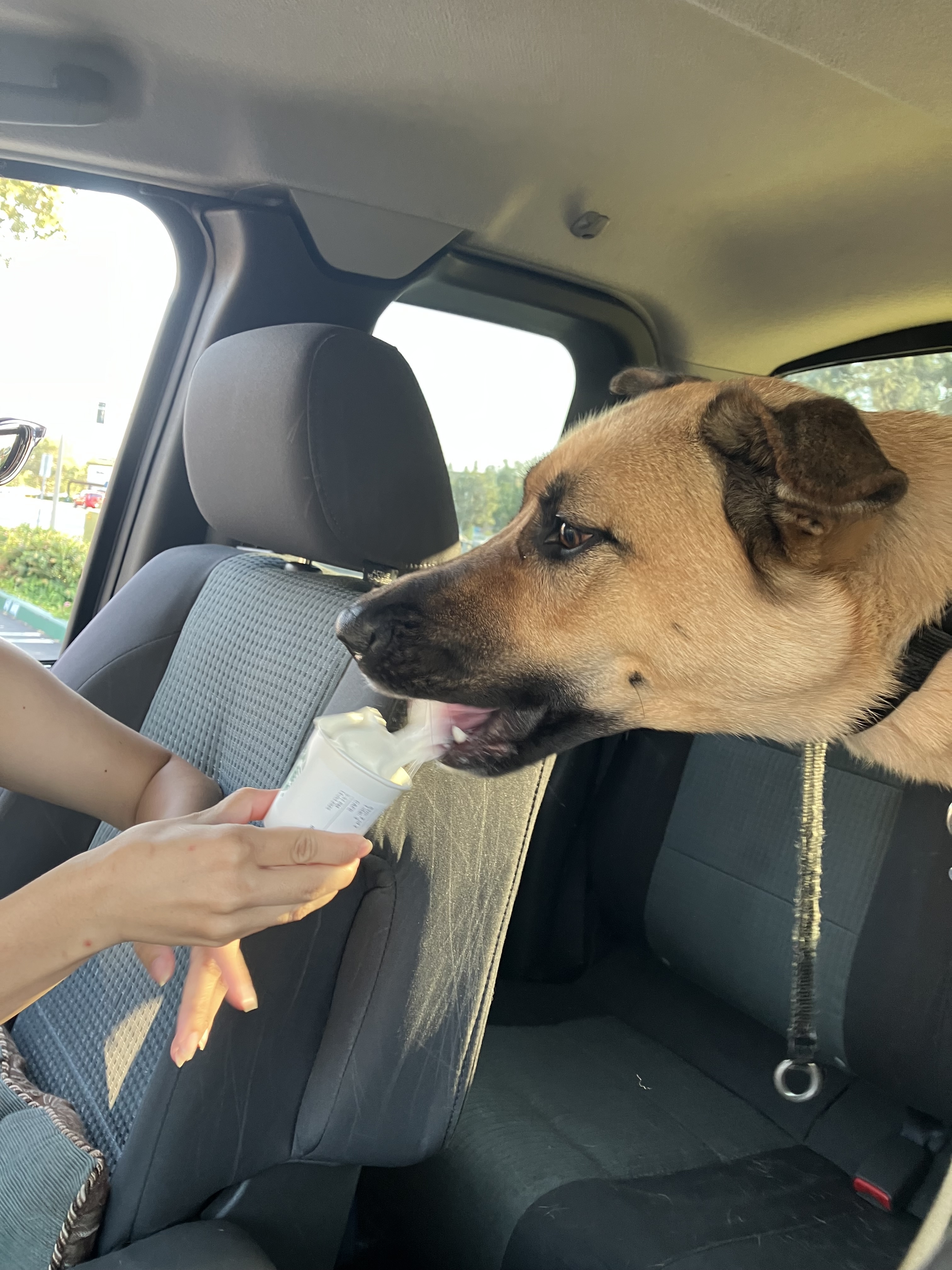 adoptable Dog in Santa Clara,CA named Nala