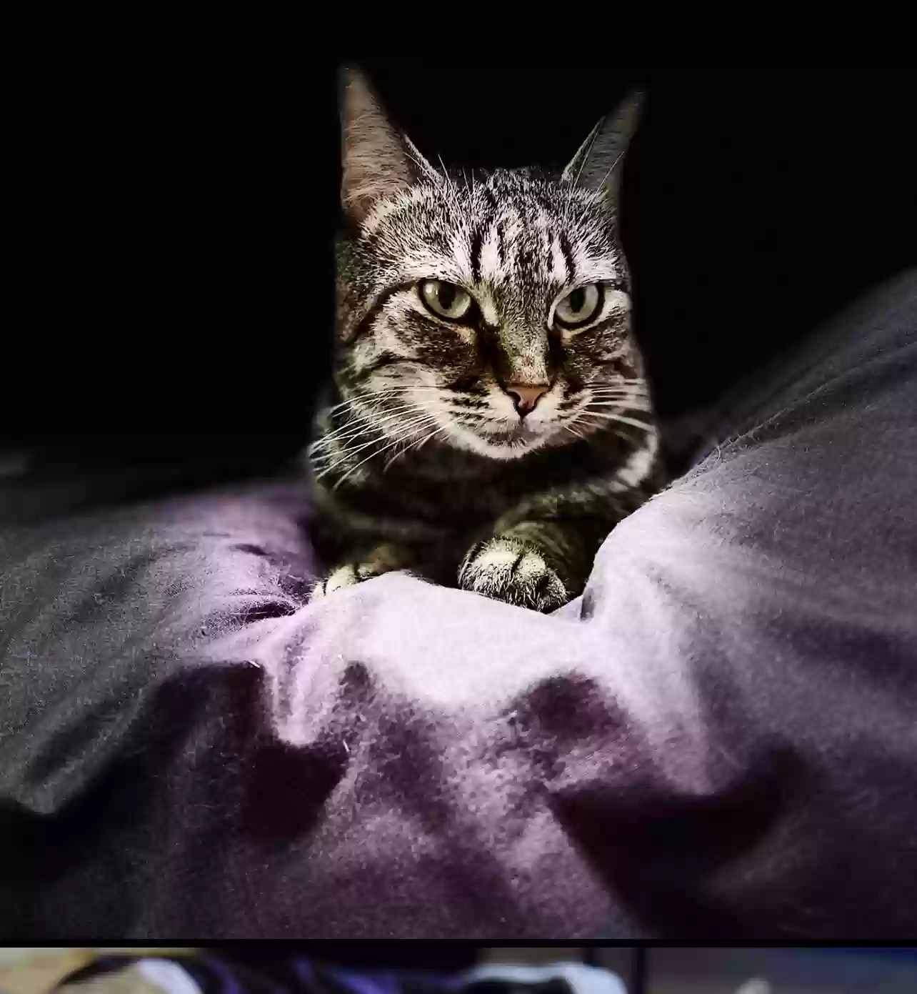 adoptable Cat in Columbia,MO named Lilah