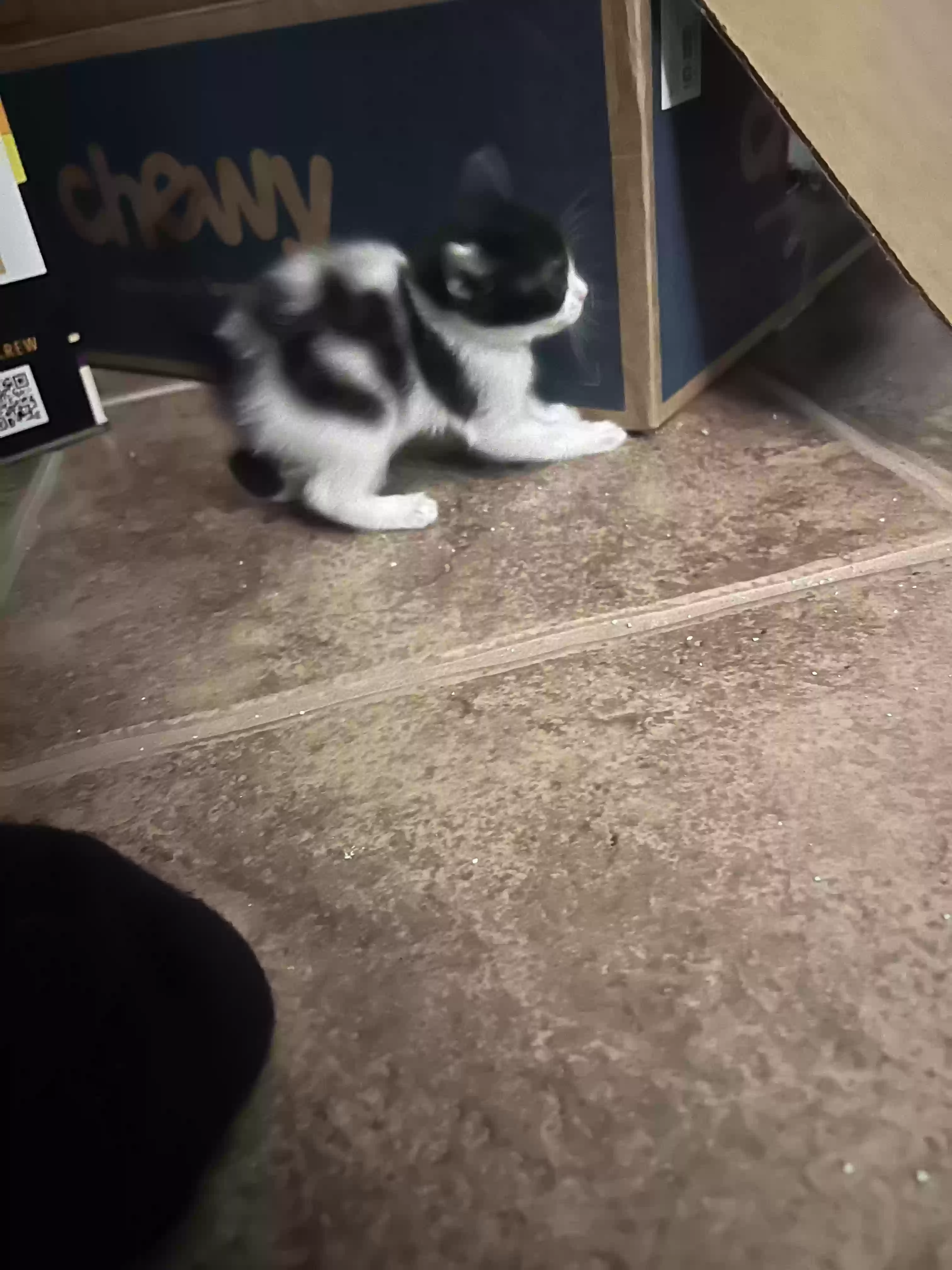 adoptable Cat in Phoenix,AZ named 4 kittens
