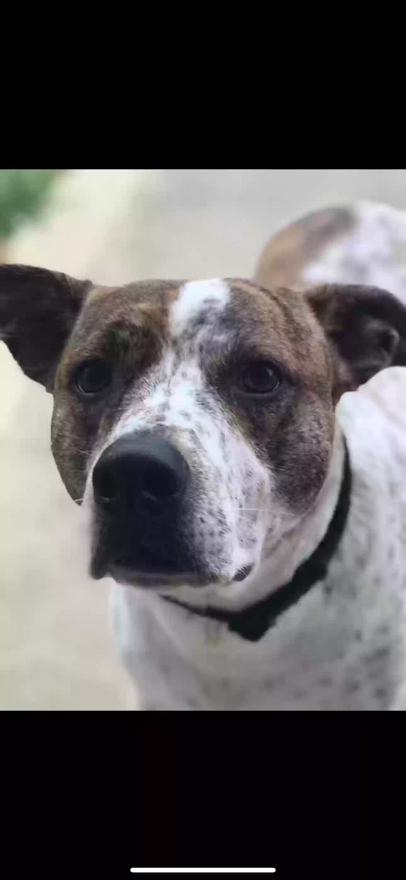 adoptable Dog in Bremen,GA named Barrett