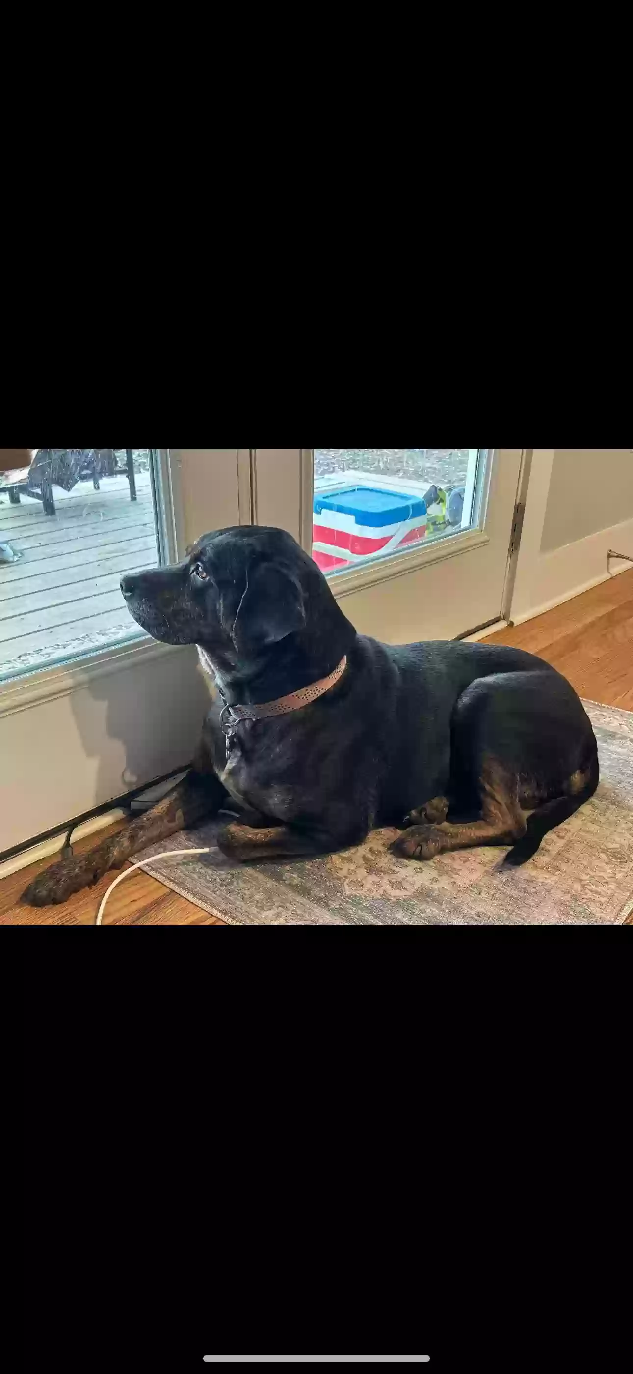 adoptable Dog in Bremen,GA named Izzy