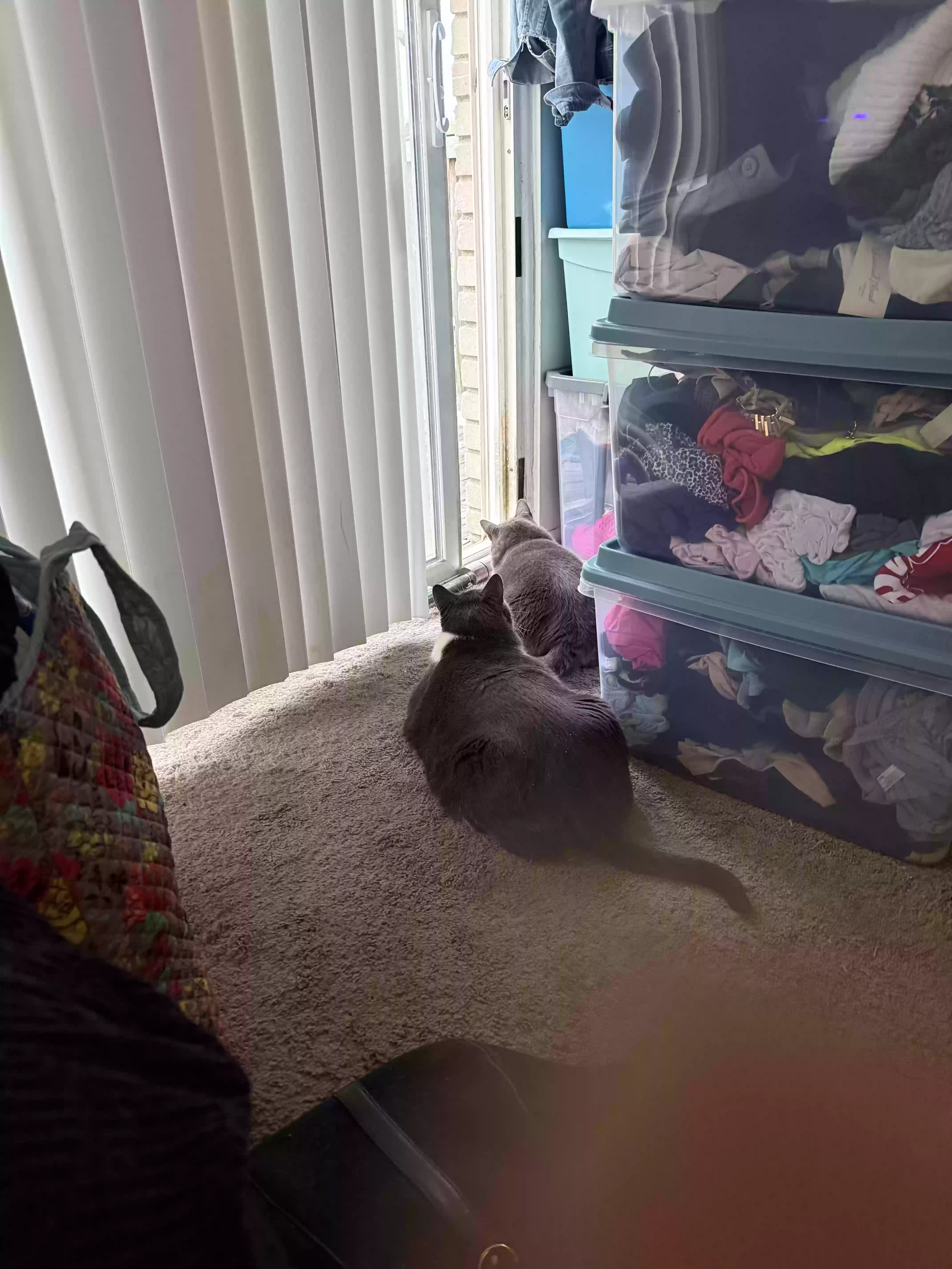 adoptable Cat in Westland,MI named Puma