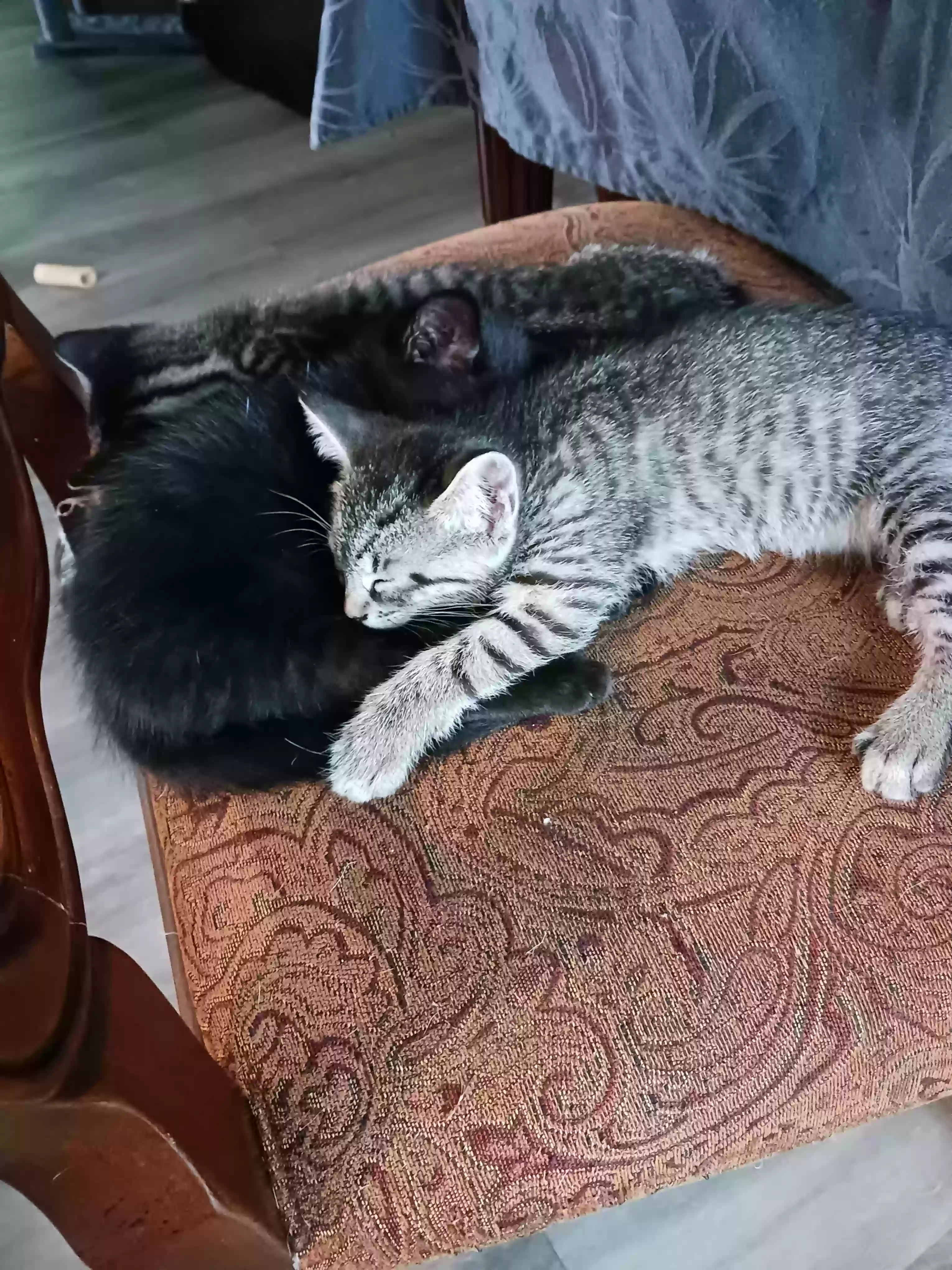 adoptable Cat in Myrtle Beach,SC named 