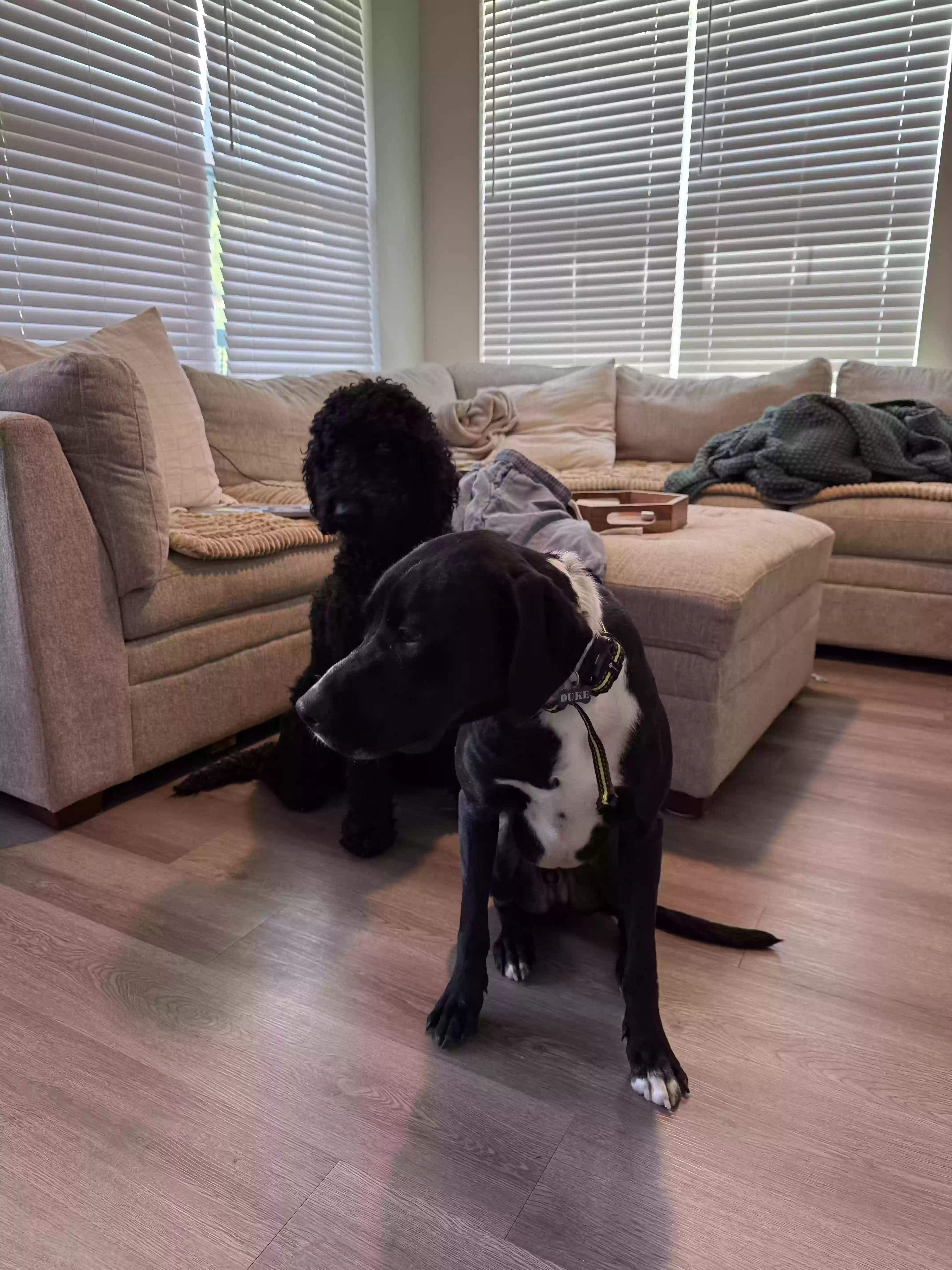 adoptable Dog in Lawrenceville,GA named Duke