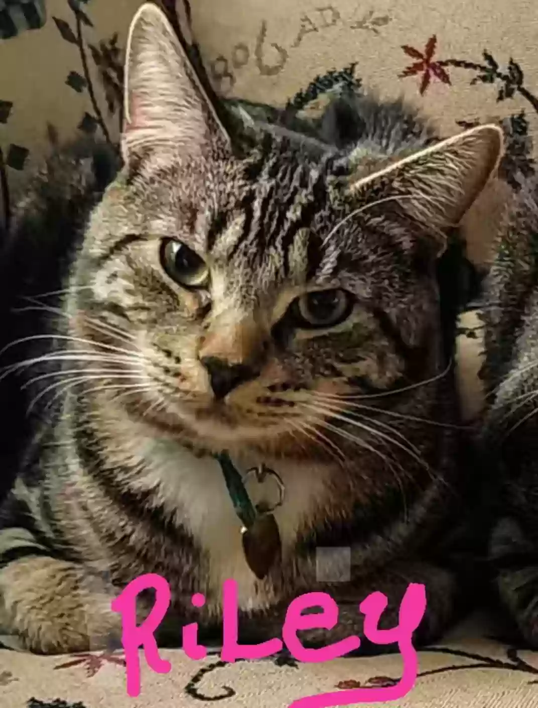 adoptable Cat in Nazareth,PA named Riley