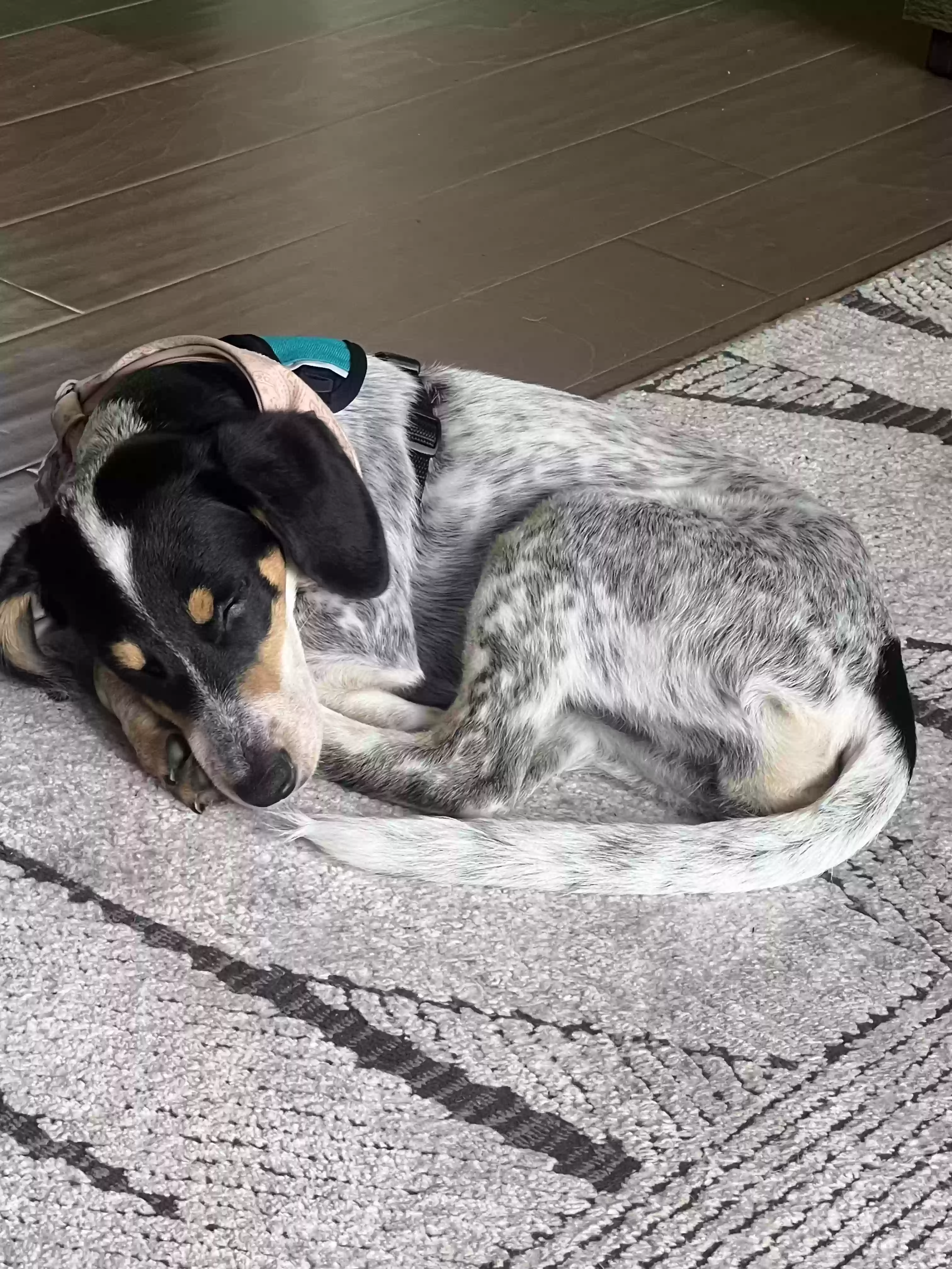 adoptable Dog in Smyrna,GA named Phoebe