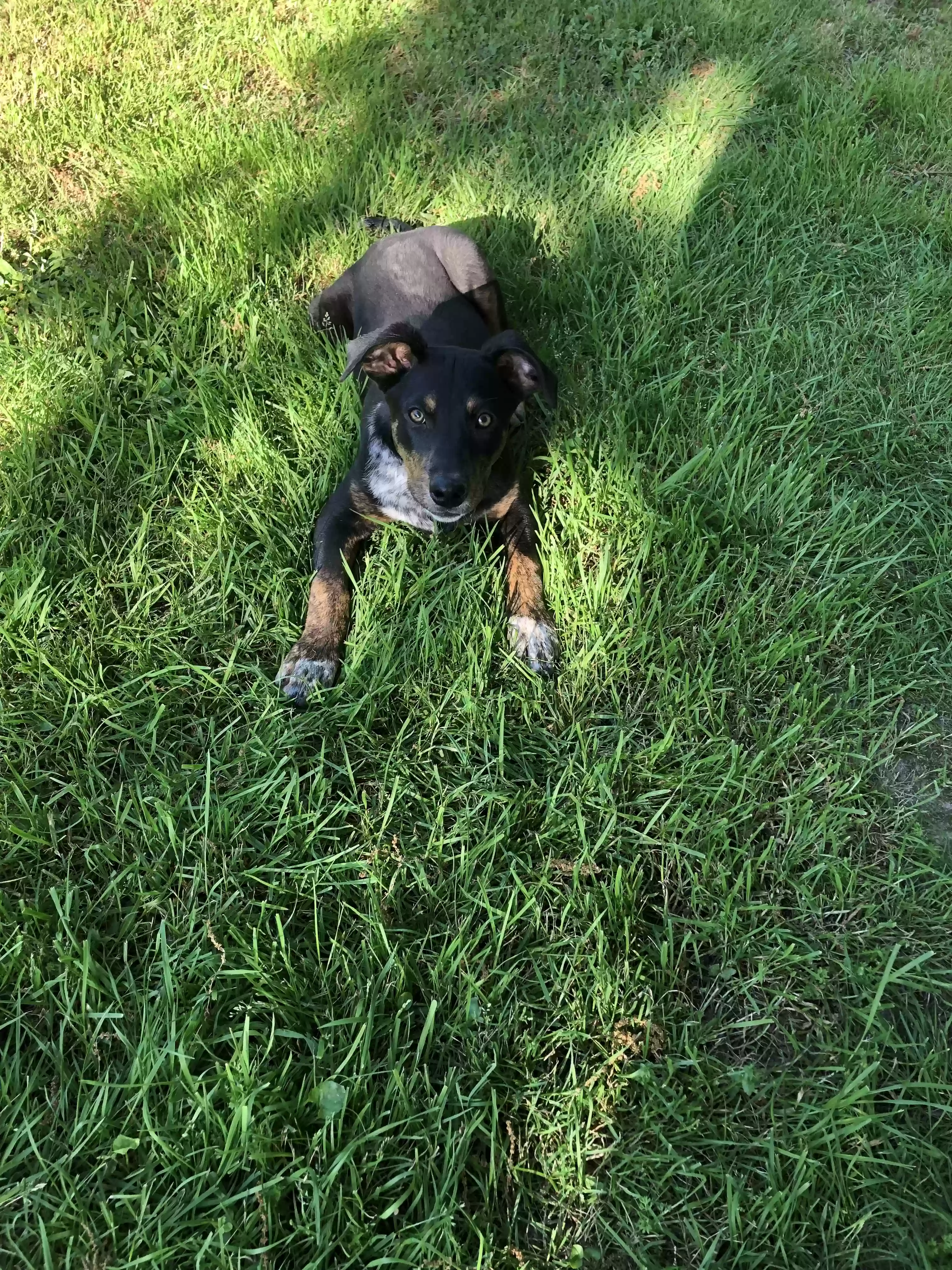 adoptable Dog in Magee,MS named Elvis