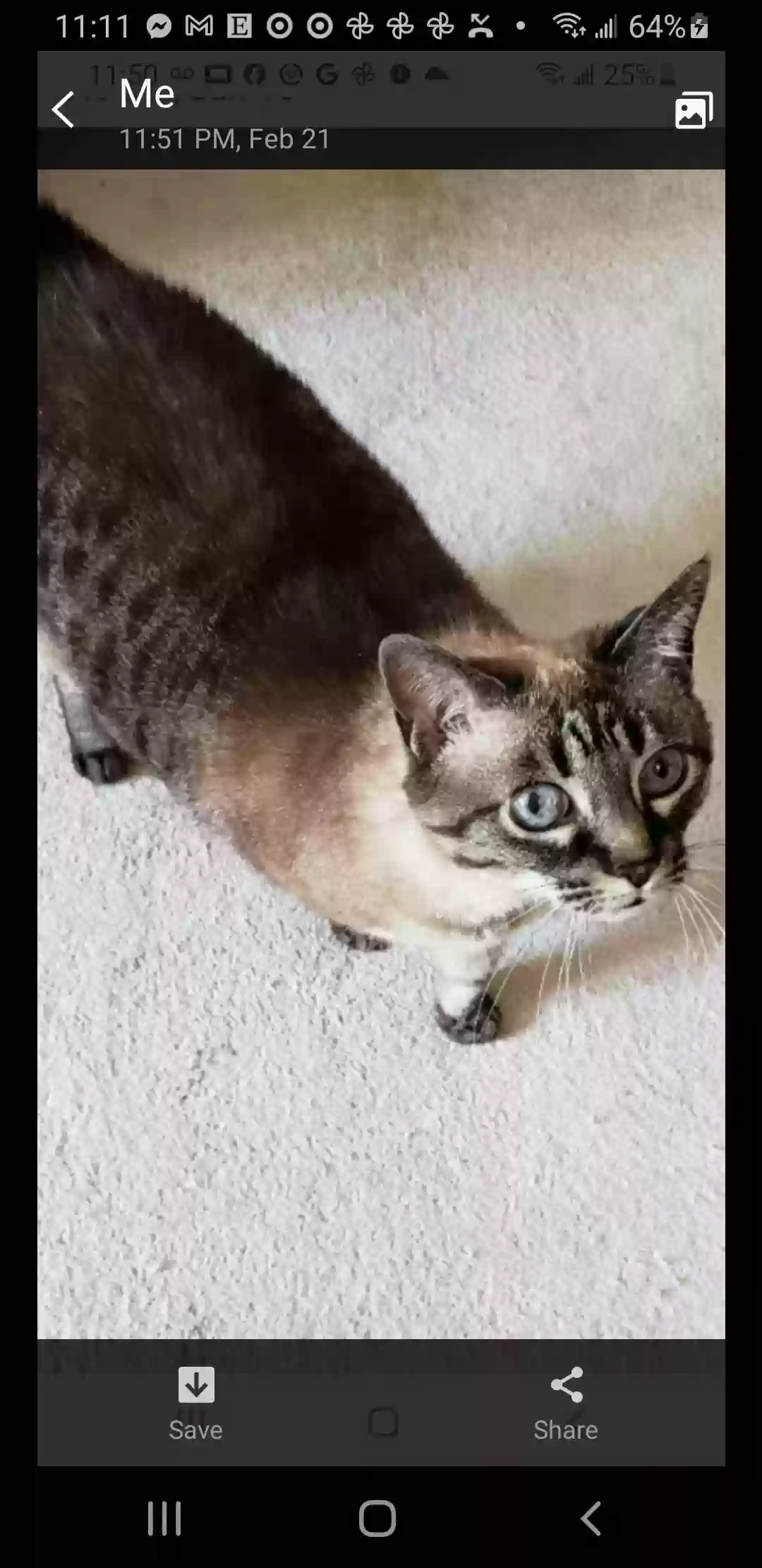 adoptable Cat in Quaker Hill,CT named Ashley