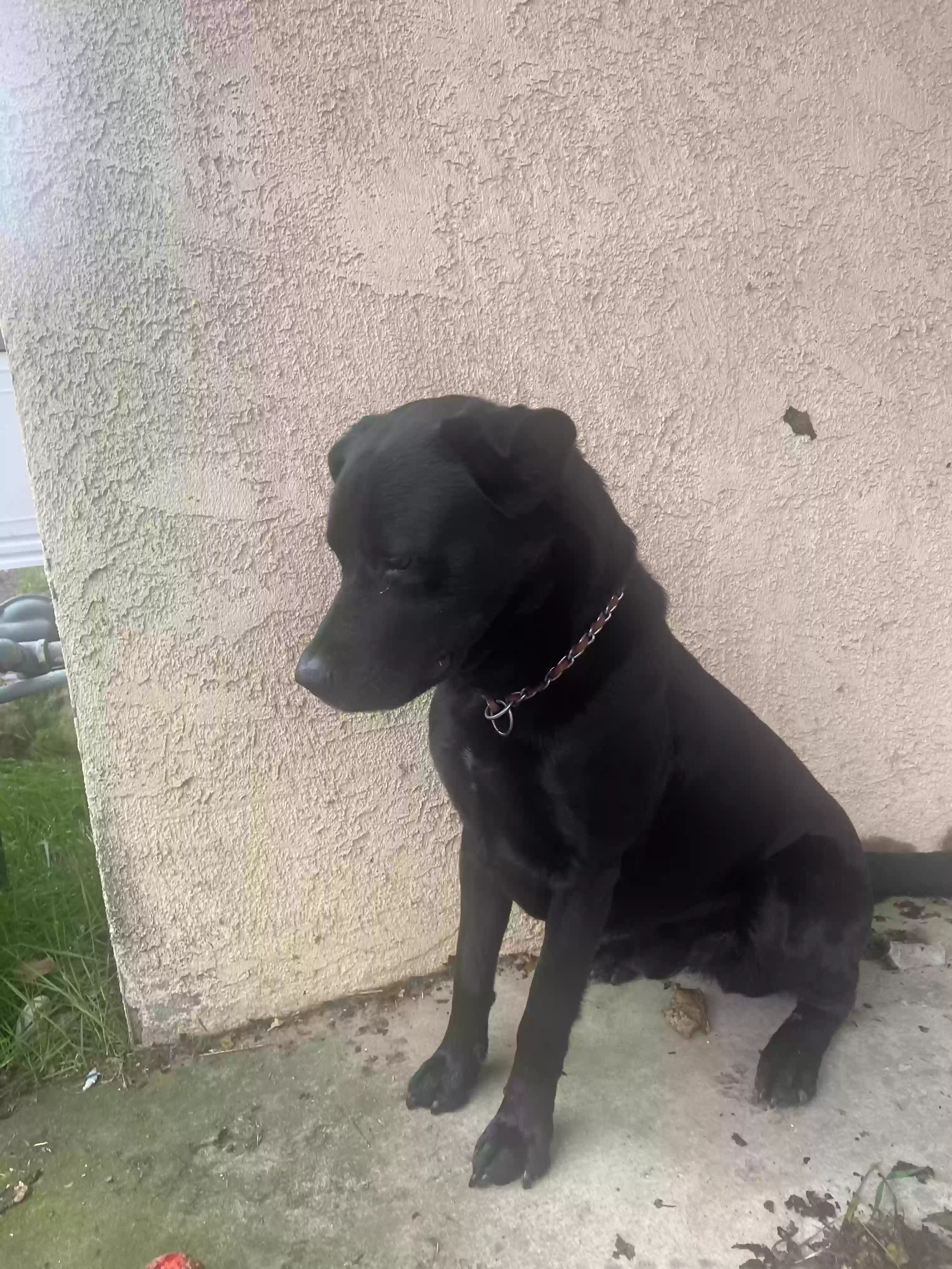 adoptable Dog in Citrus Heights,CA named Dax