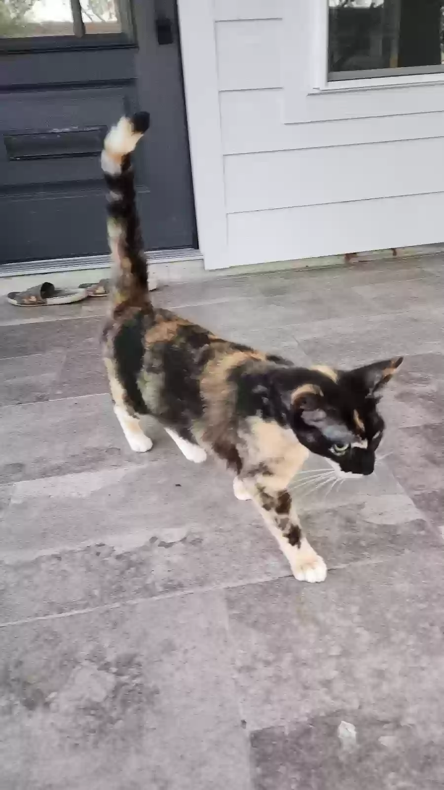 adoptable Cat in Corpus Christi,TX named Freckles