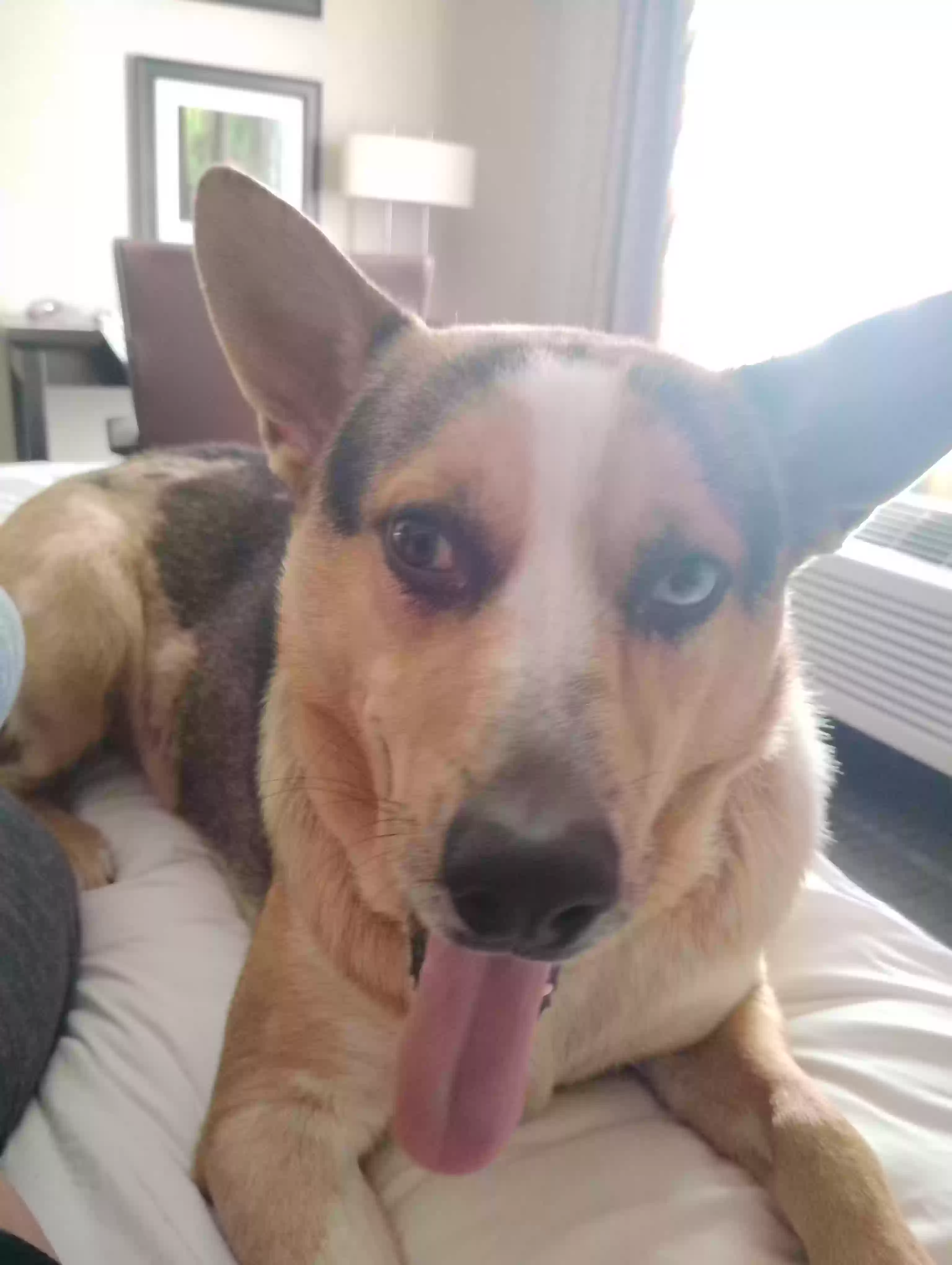 adoptable Dog in Happy Camp,CA named Baby Boy