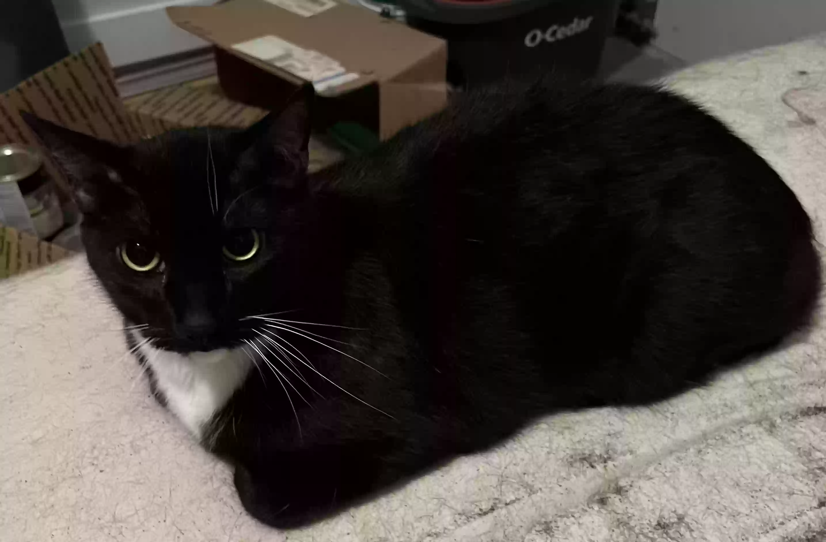 adoptable Cat in Atlanta,GA named Blackie