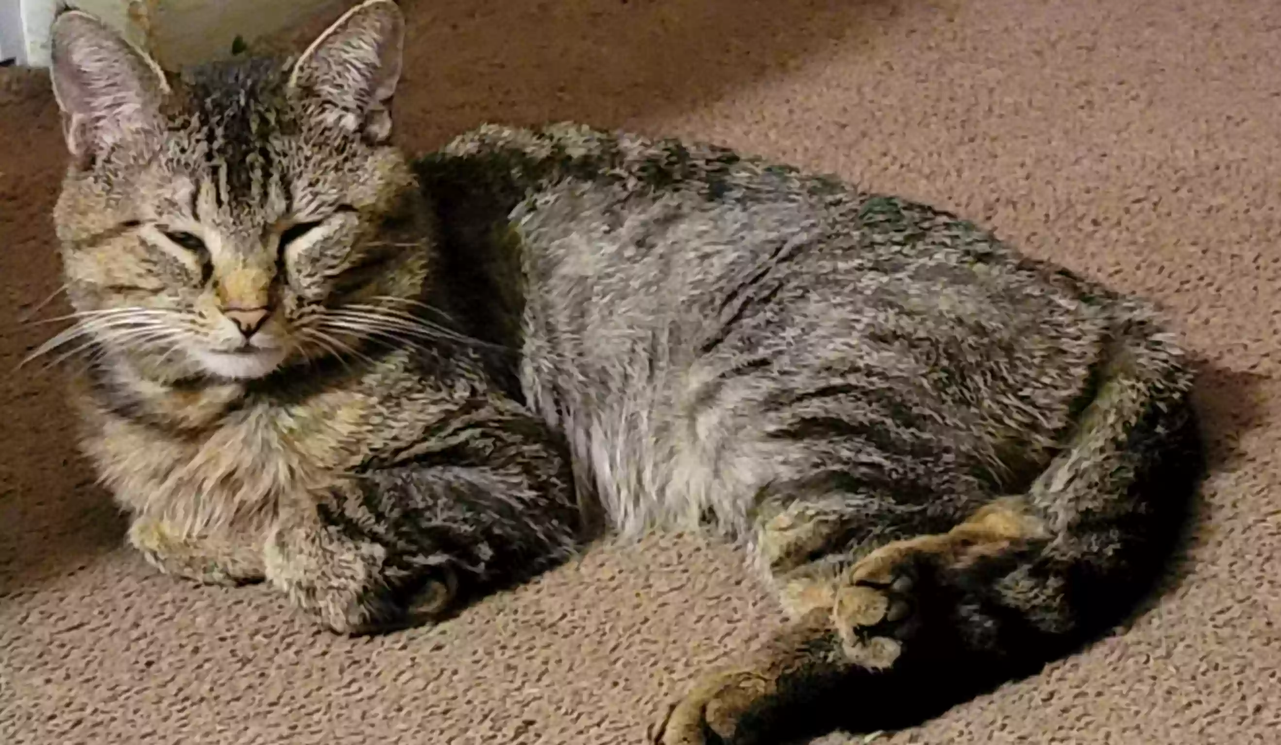 adoptable Cat in Franklin,OH named Stella