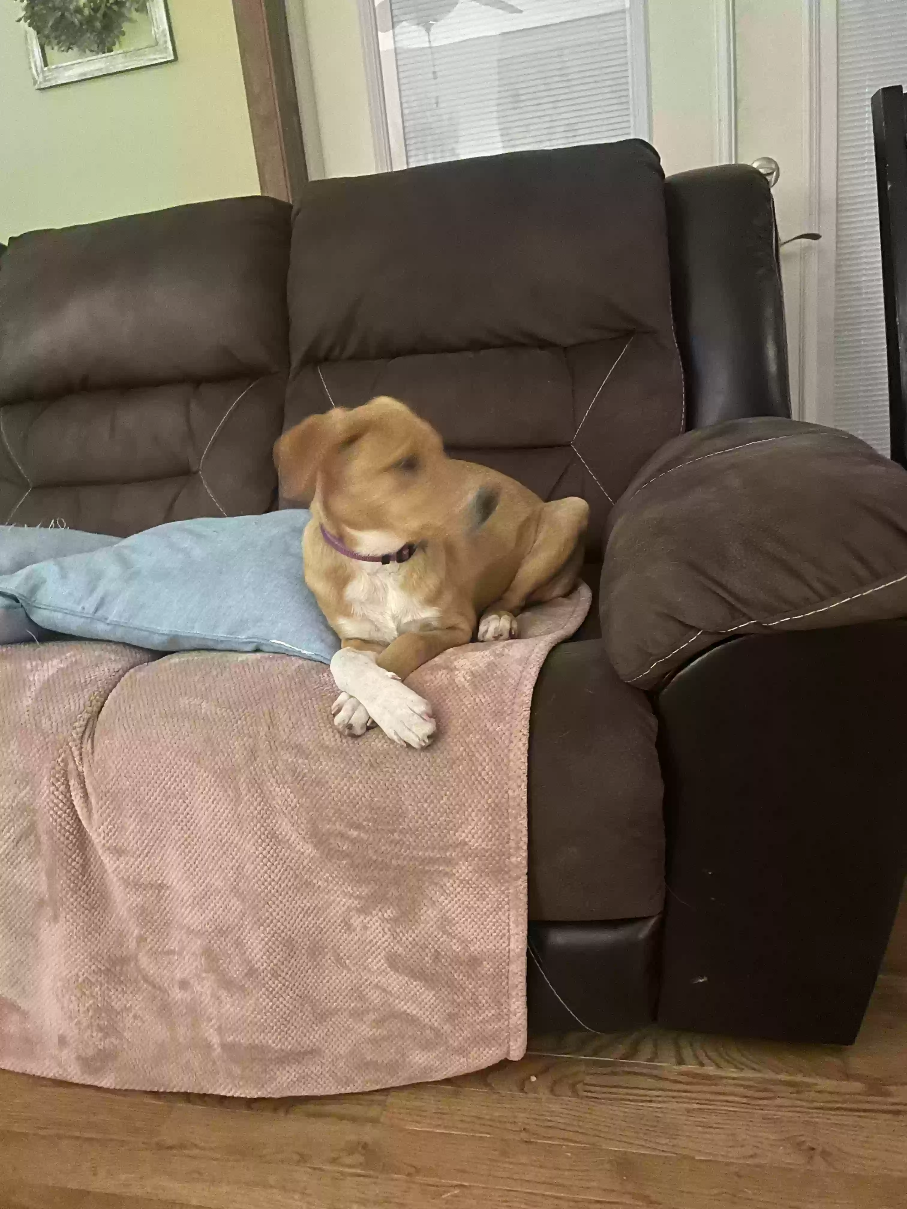 adoptable Dog in Charleston,WV named Sadie
