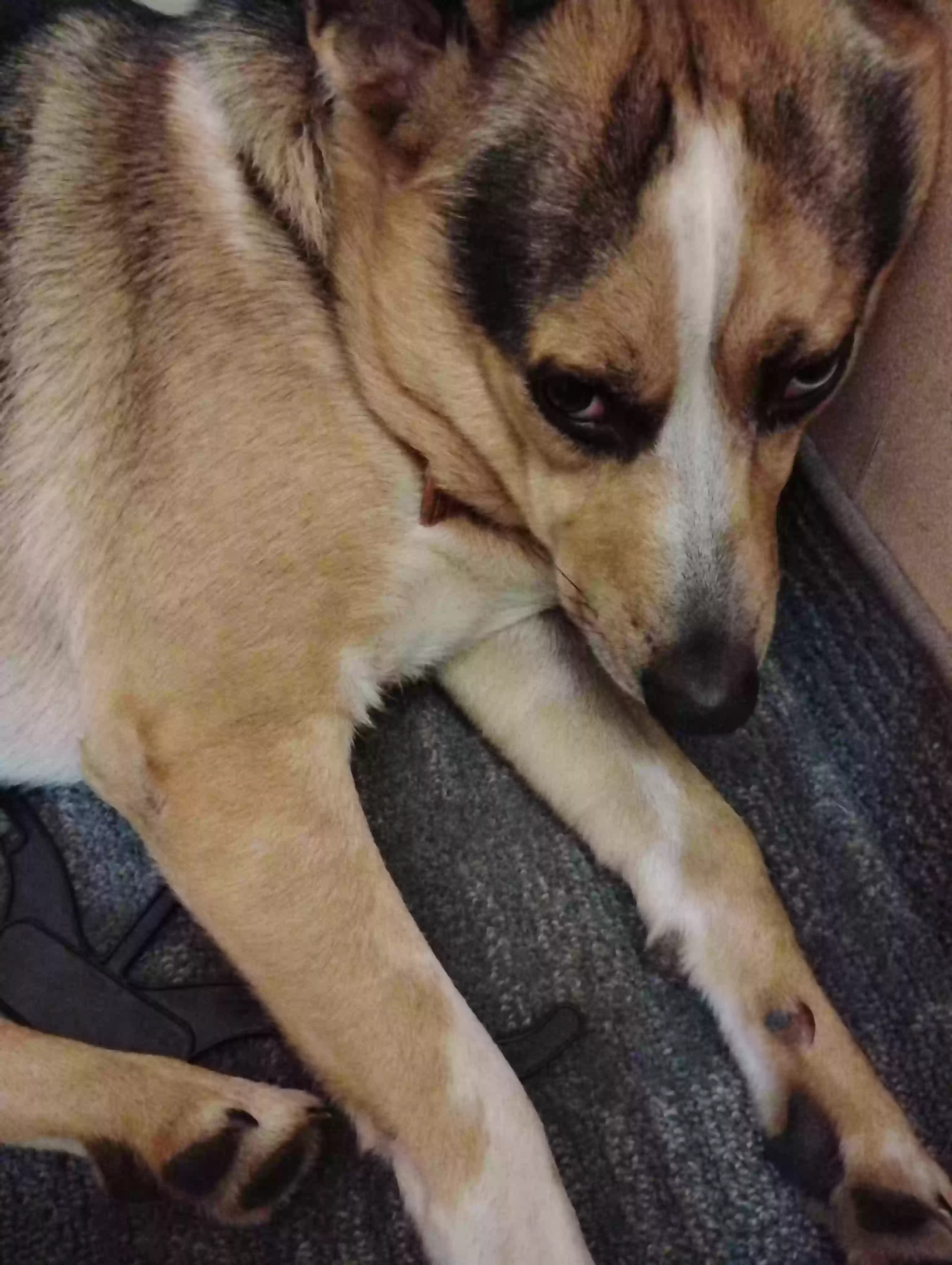 adoptable Dog in Medford,OR named Babyboy
