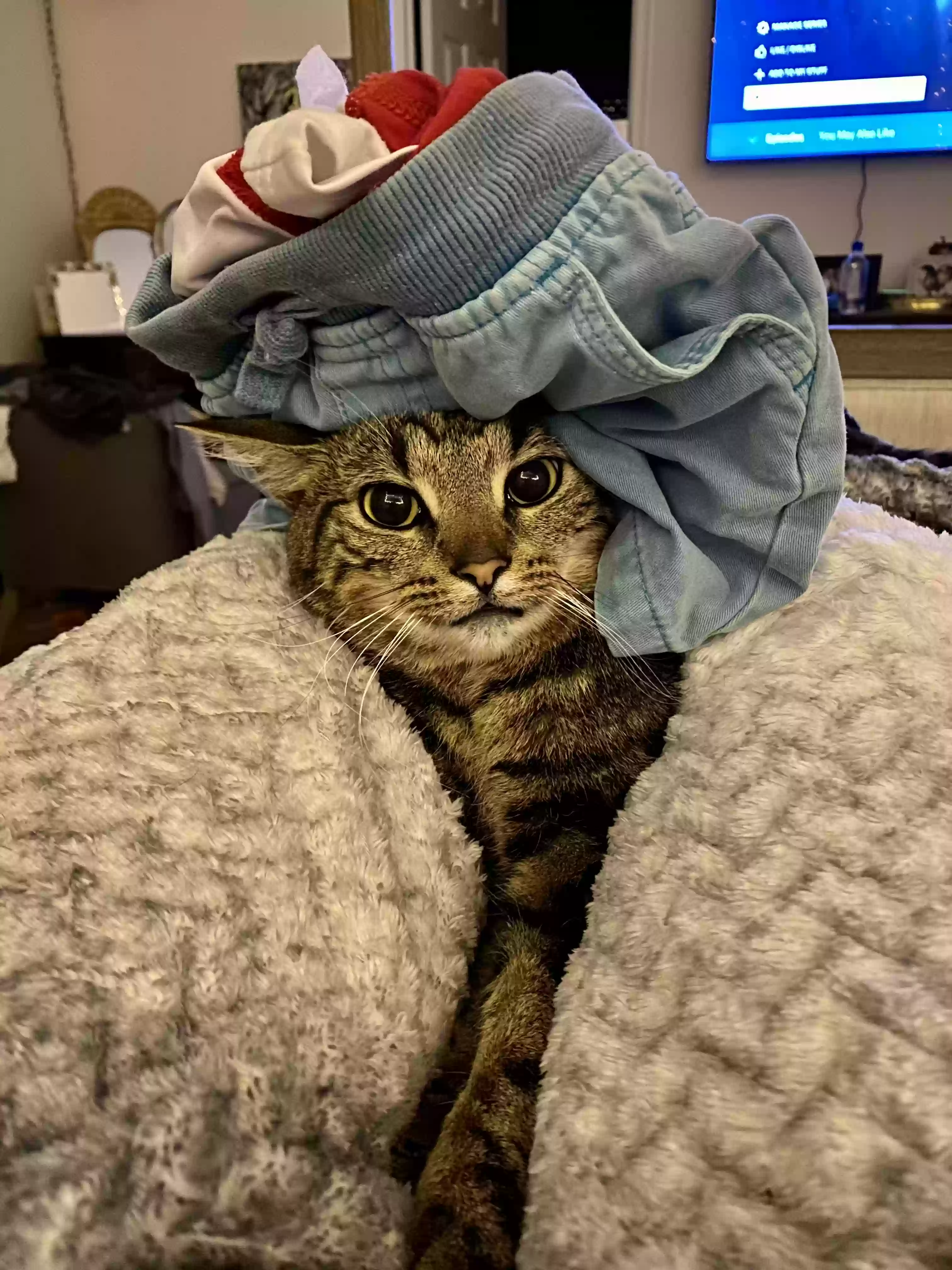 adoptable Cat in Strasburg,VA named Rajah