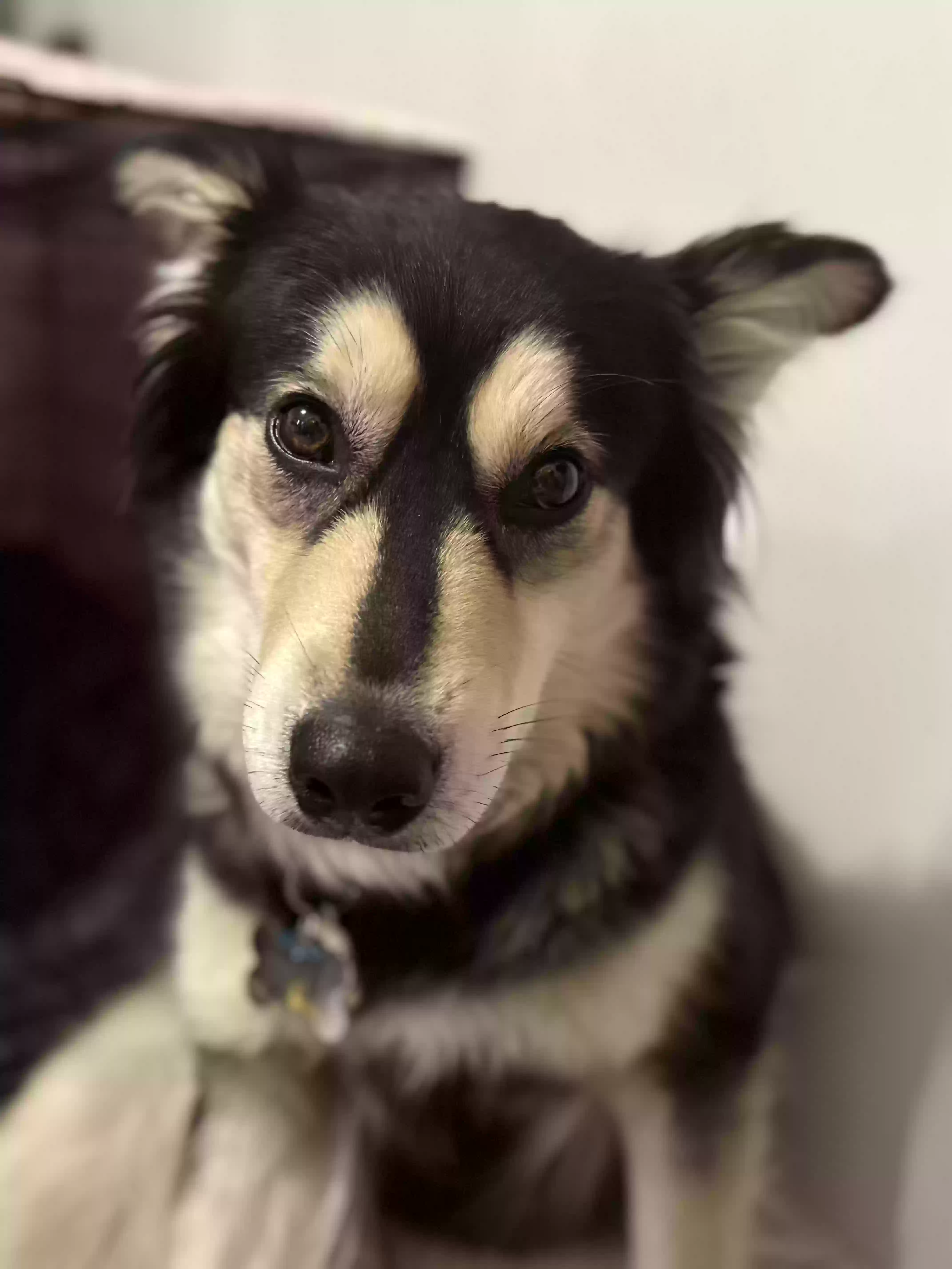 adoptable Dog in Addison,IL named Bella