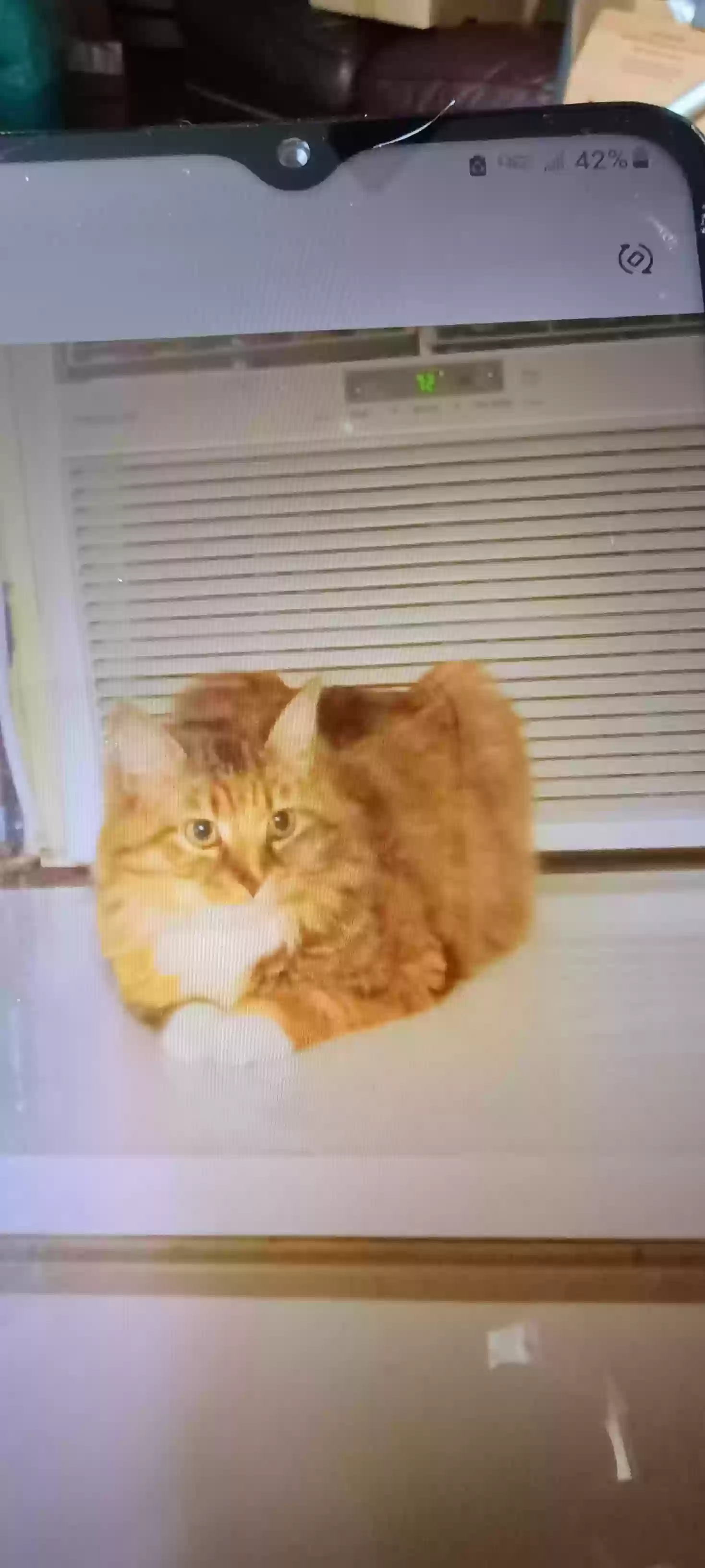 adoptable Cat in Roanoke Rapids,NC named Gabby