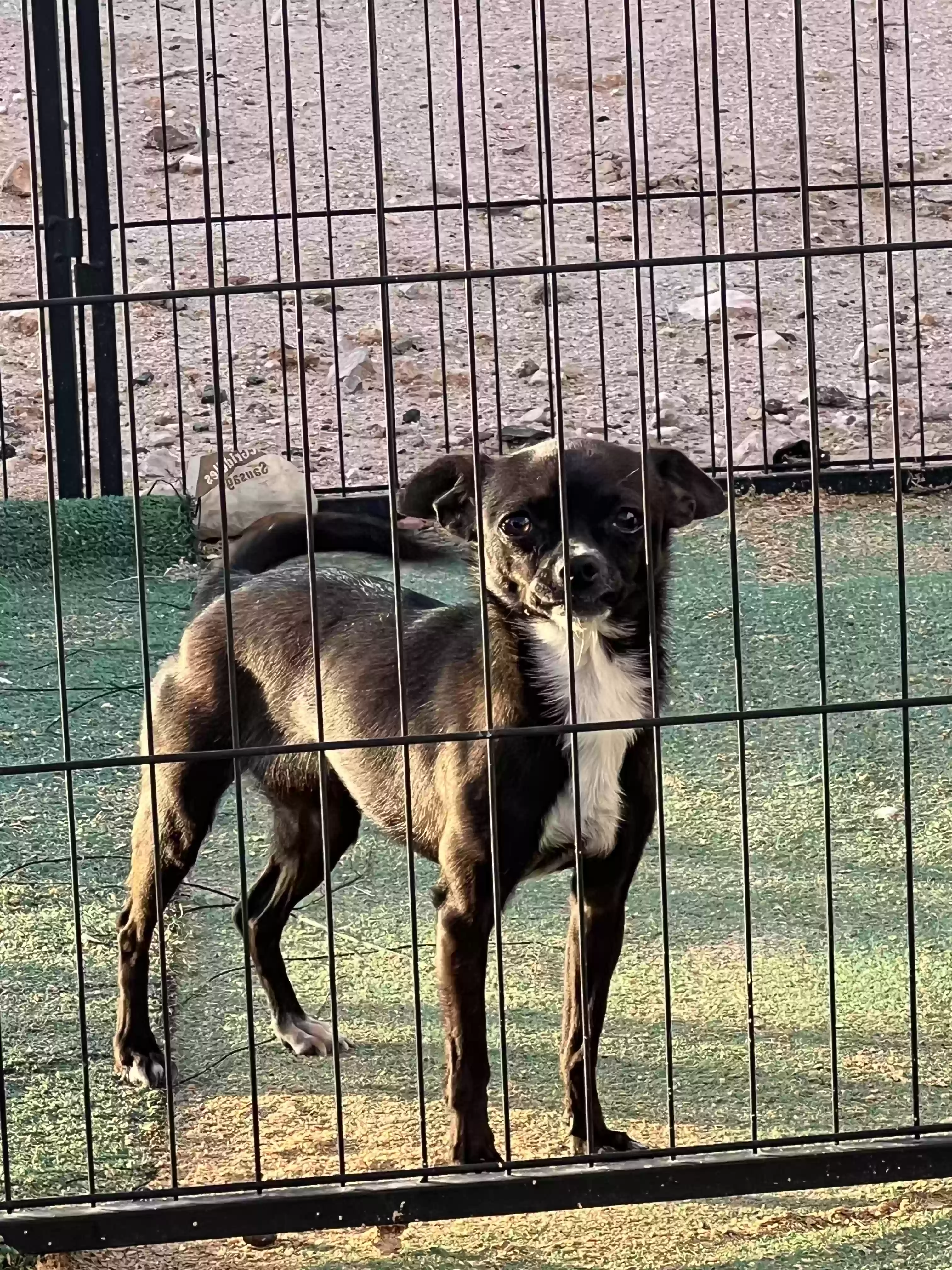 adoptable Dog in Midland,TX named Piper