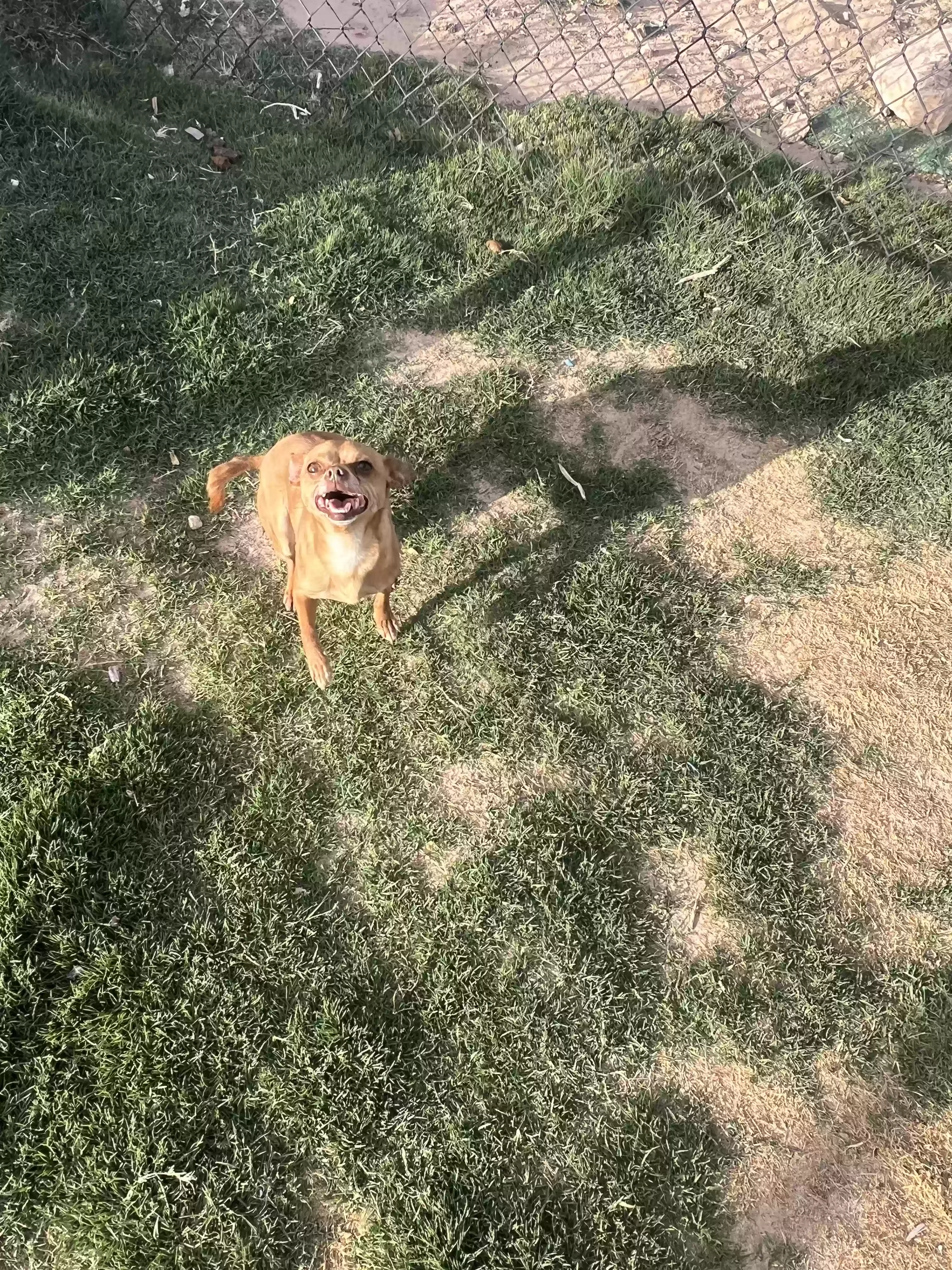 adoptable Dog in Midland,TX named Peanut