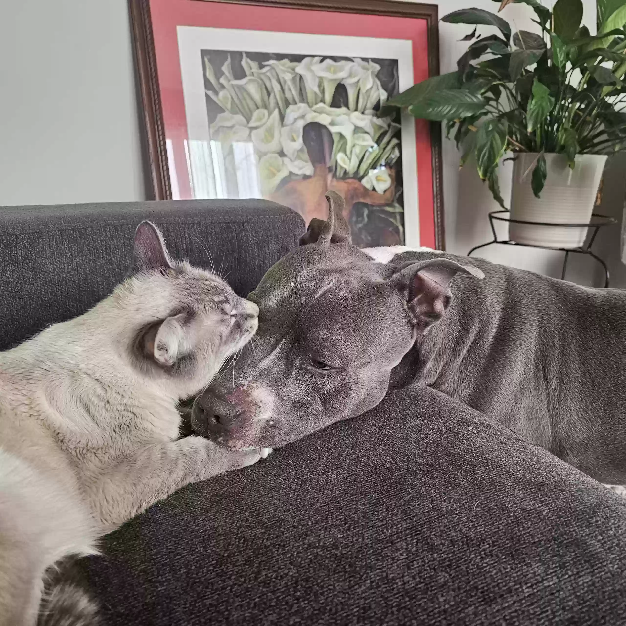 adoptable Dog in Chicago,IL named Jax