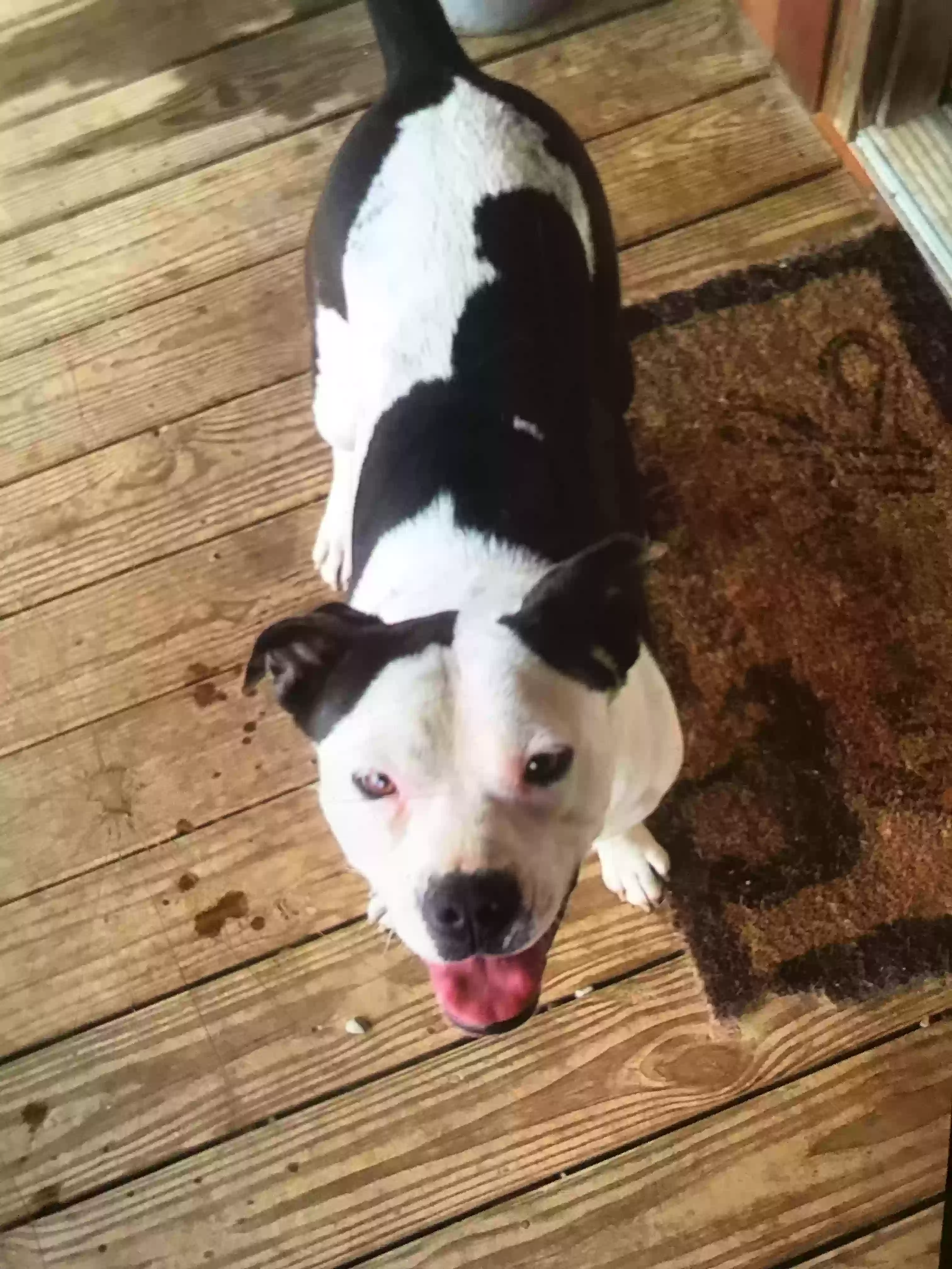 adoptable Dog in Kings Mountain,KY named Moxie