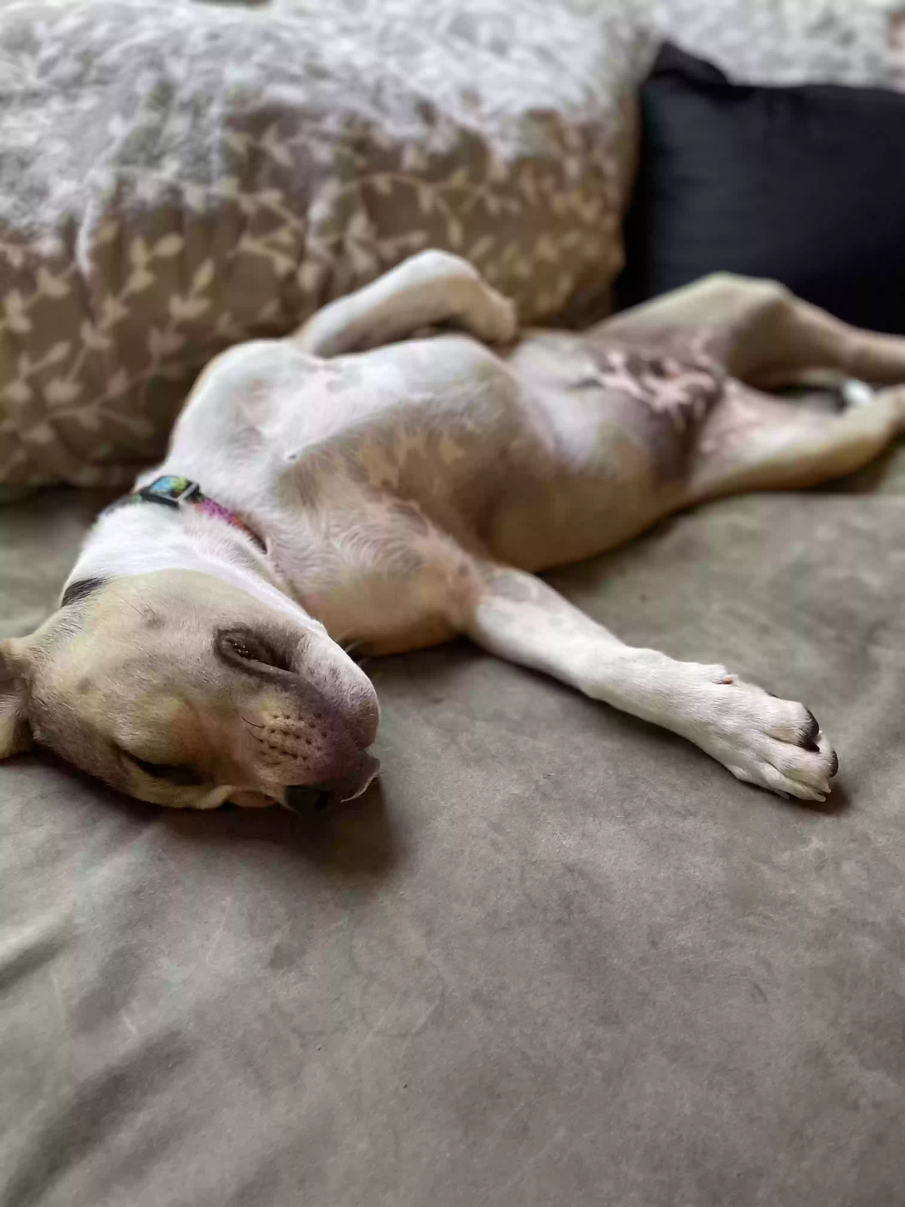 adoptable Dog in Lakeland,FL named Luna