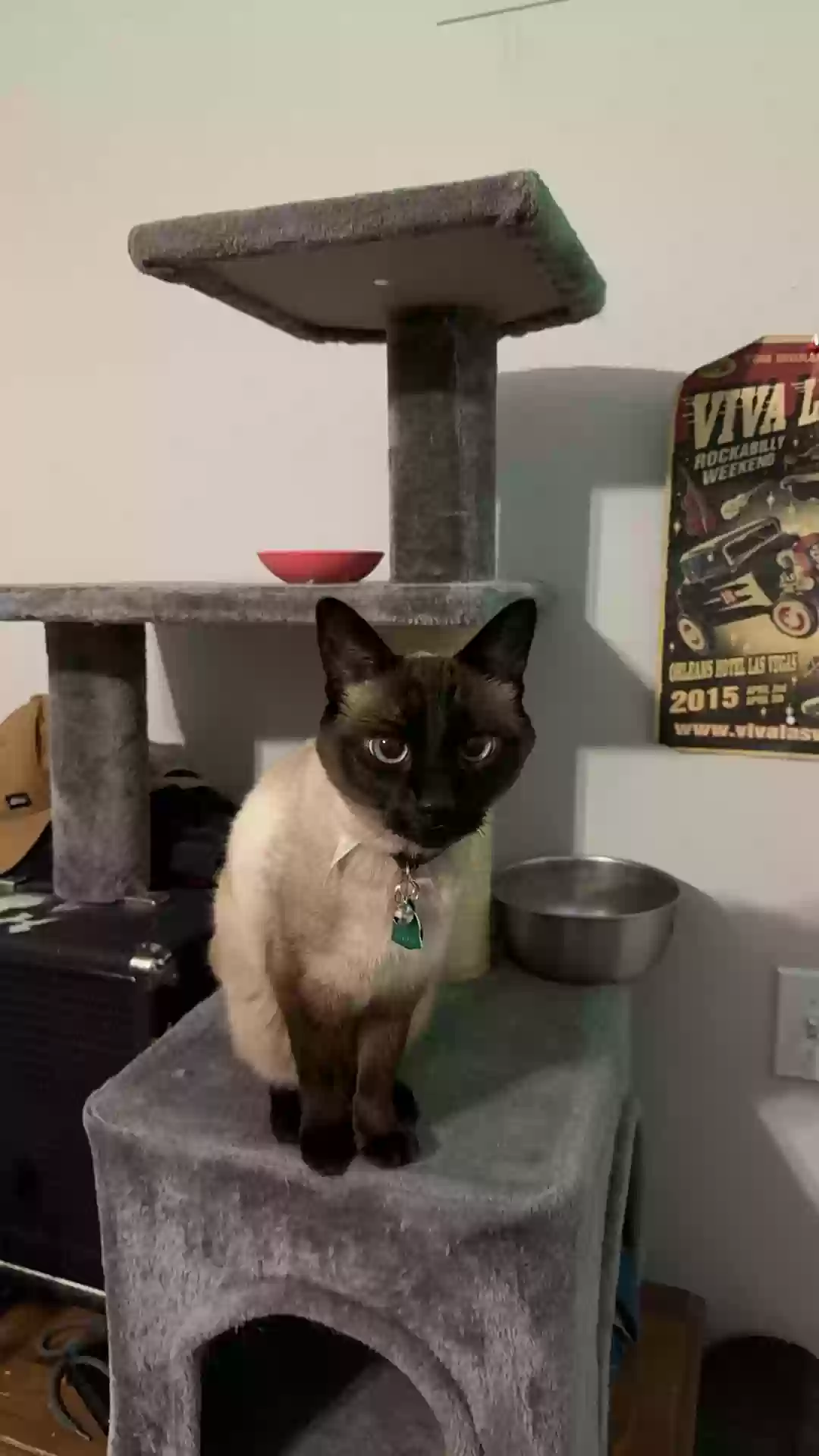 adoptable Cat in North Las Vegas,NV named Buddy