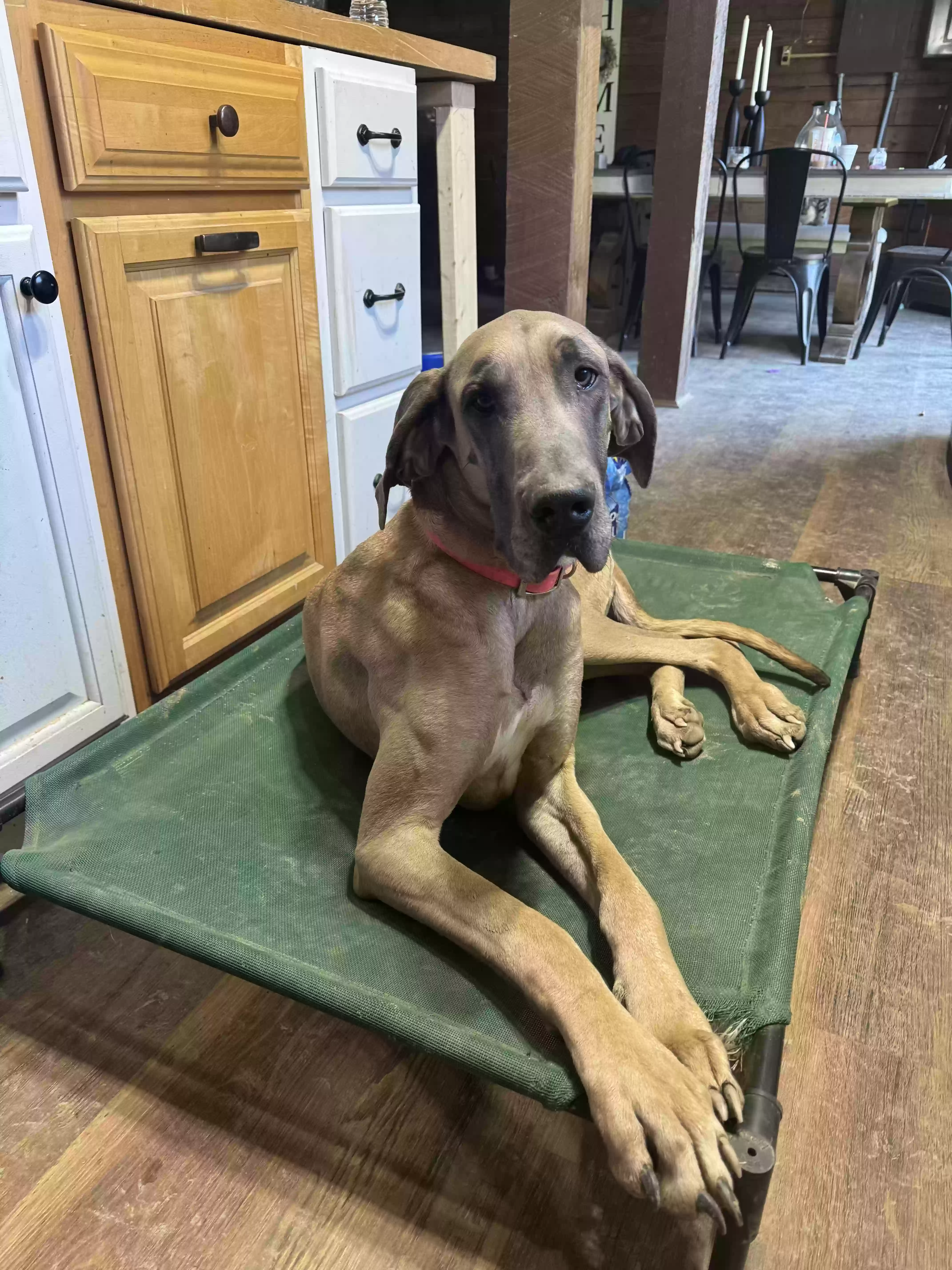 adoptable Dog in Bethel,OH named Halo