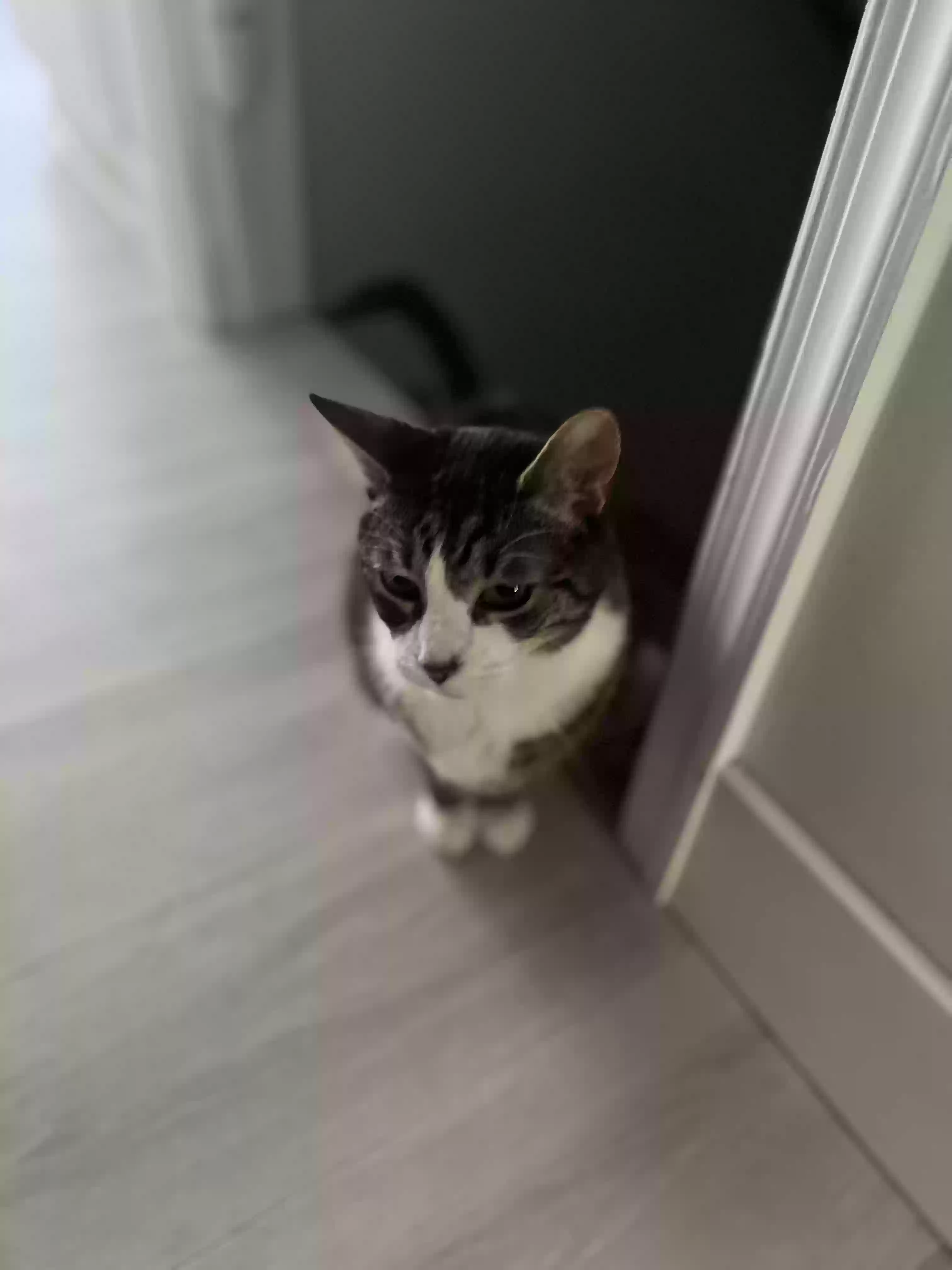 adoptable Cat in Bushkill,PA named Milo