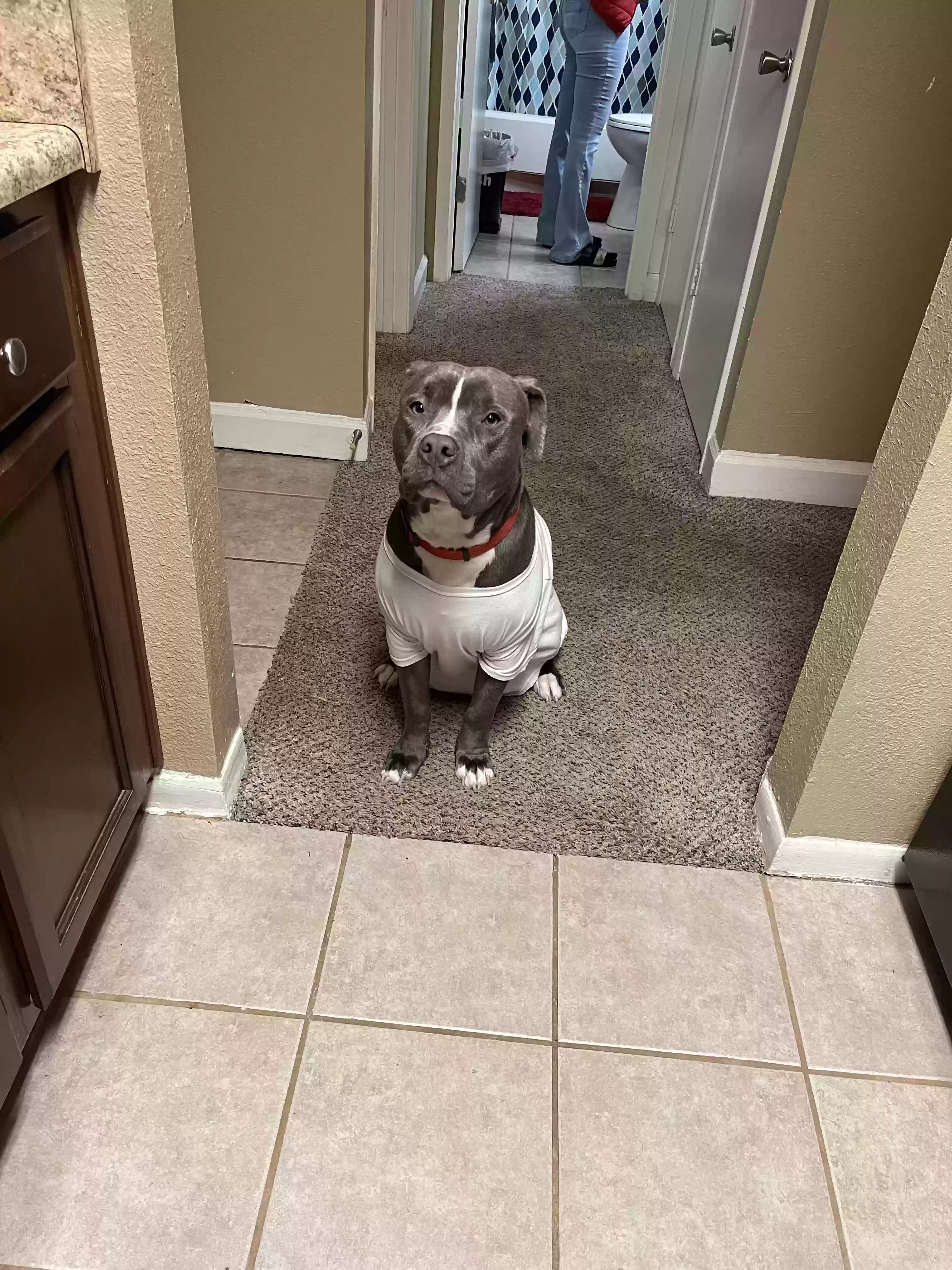 adoptable Dog in Norcross,GA named Rebel