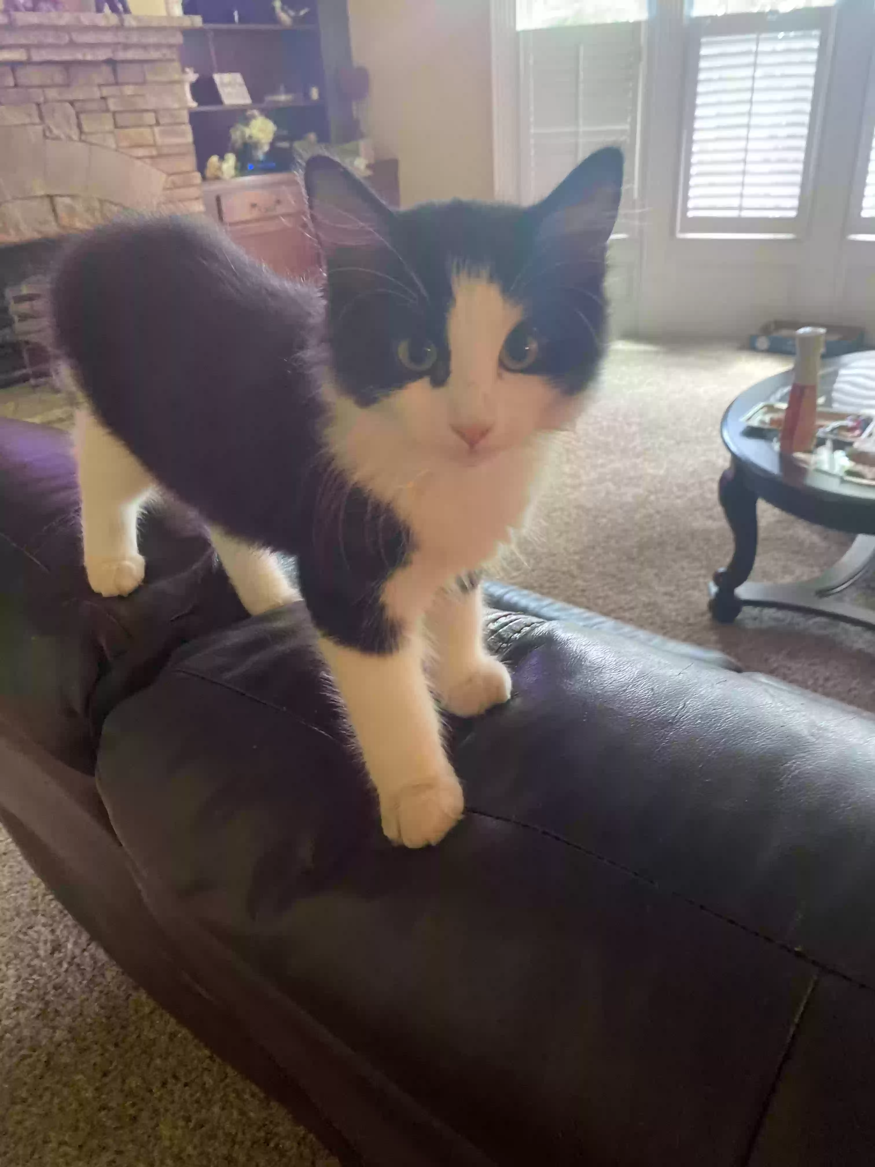 adoptable Cat in Dacula,GA named